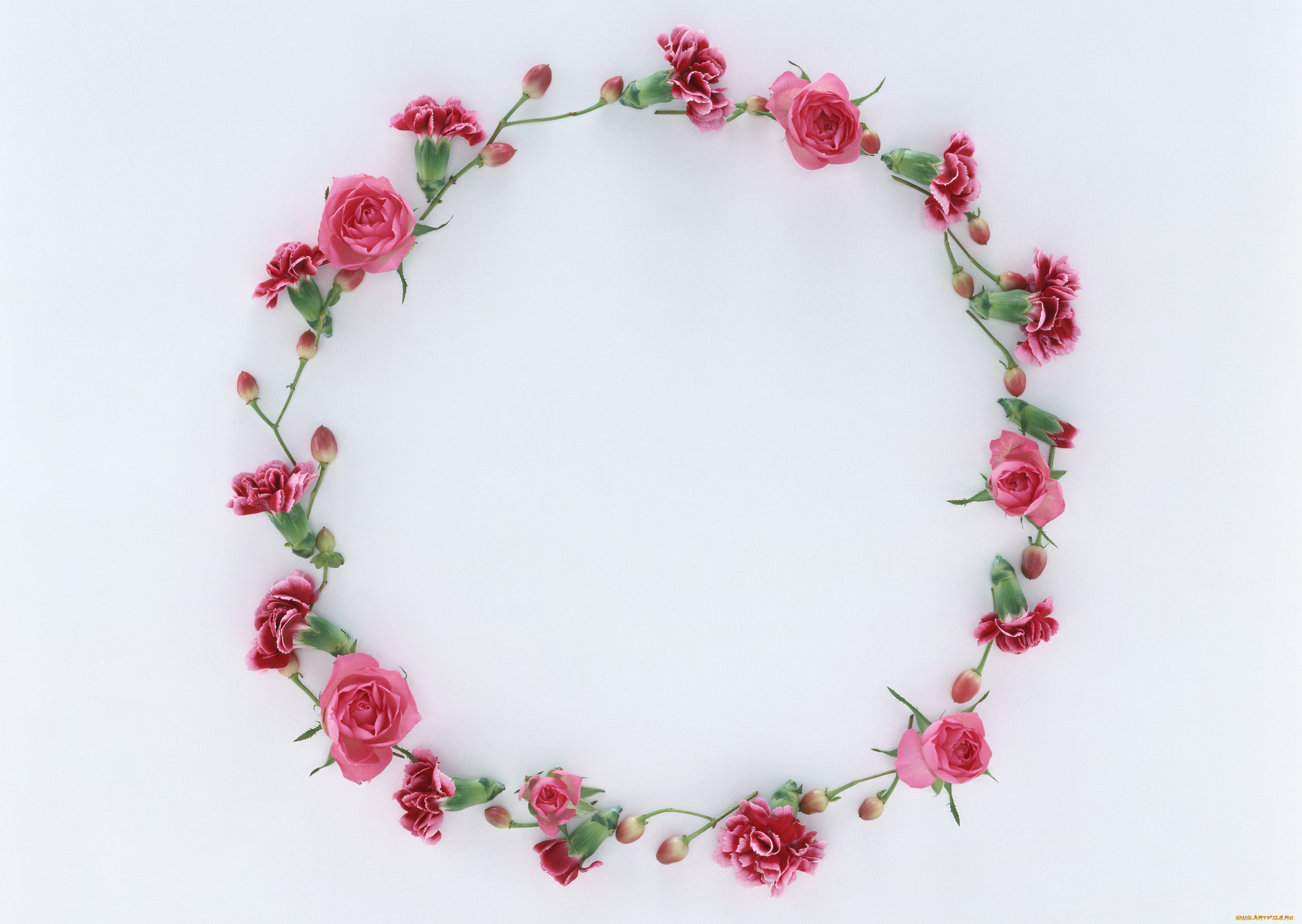 цветы, разные, вместе, бутоны