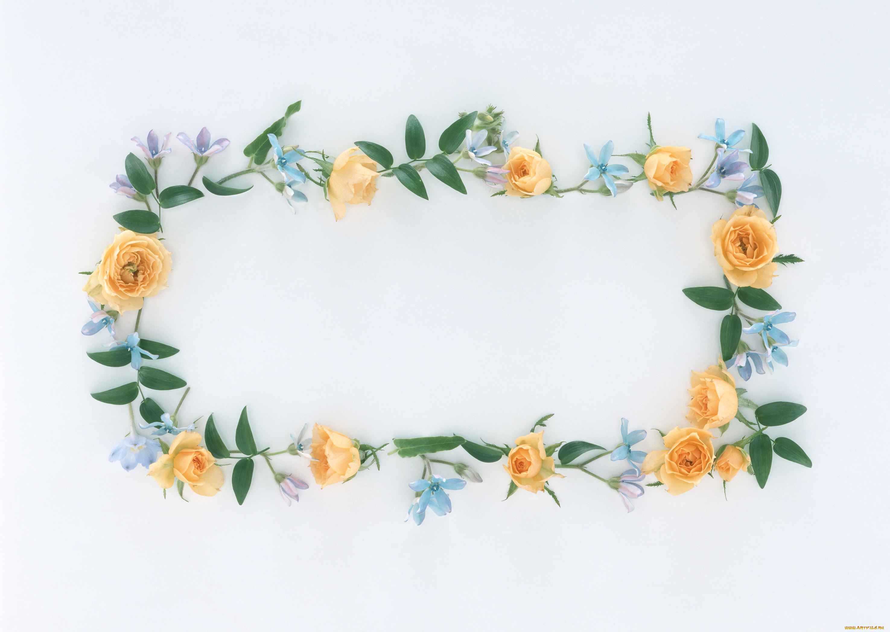 цветы, разные, вместе, бутоны