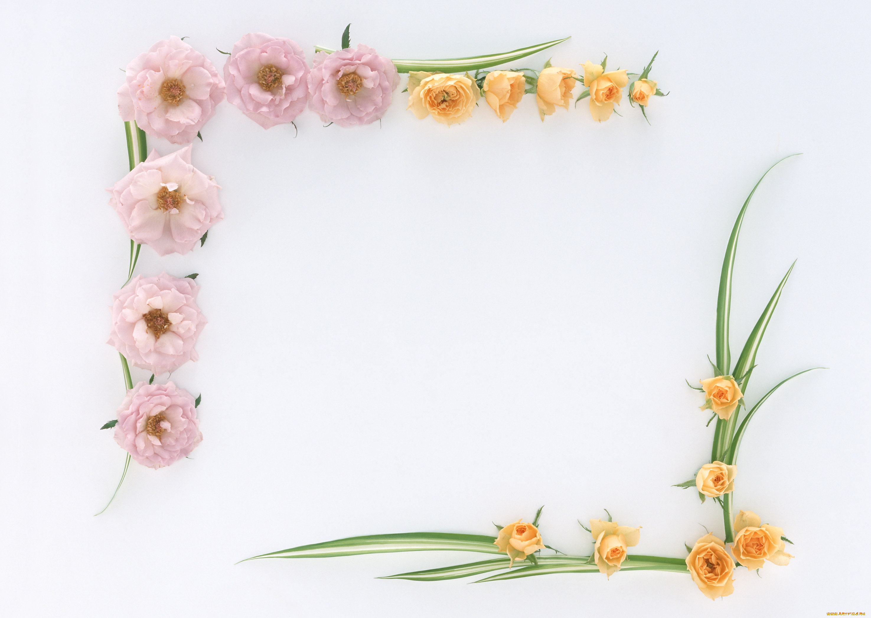 цветы, розы, бутоны