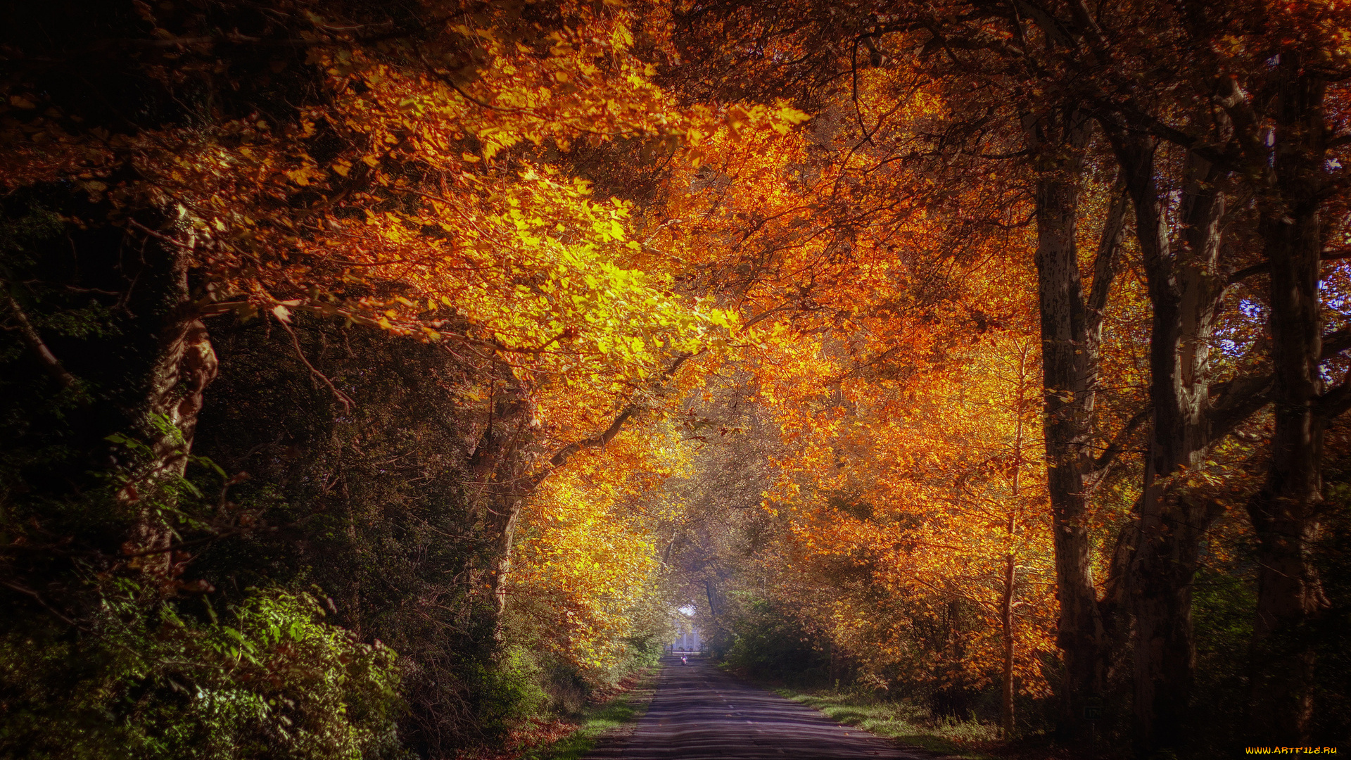 природа, дороги, парк, дорога, аллея, осень