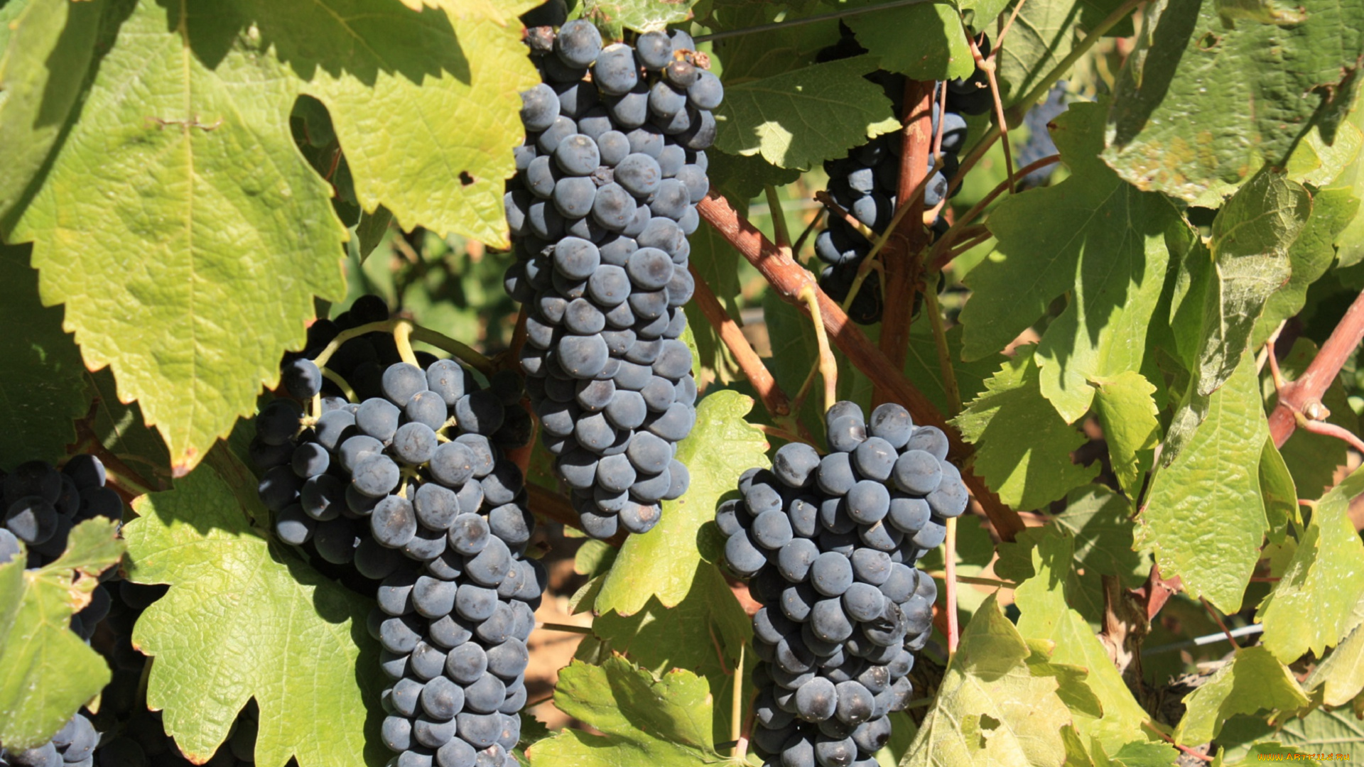 природа, Ягоды, , виноград, виноград, синий, листья, грозди, зелень