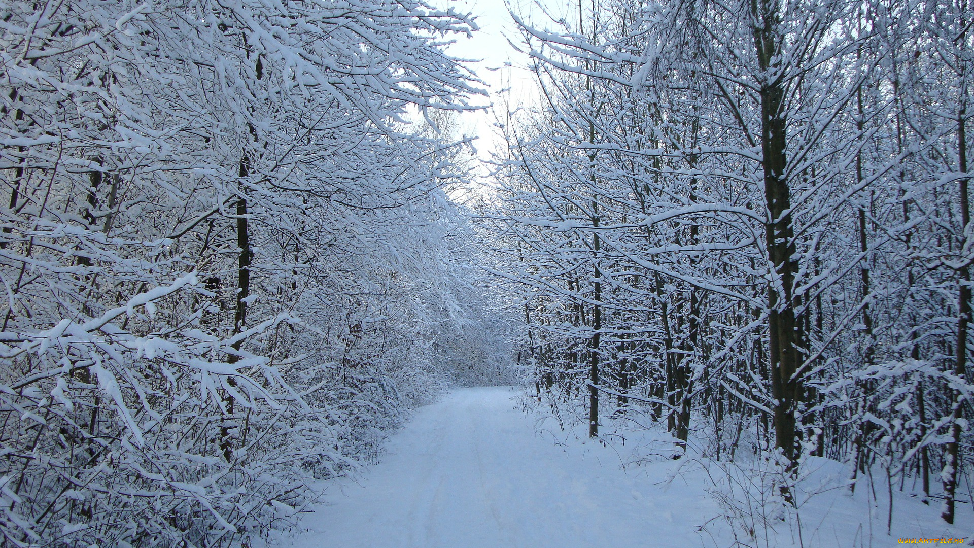 природа, зима, дорога, лес, снег
