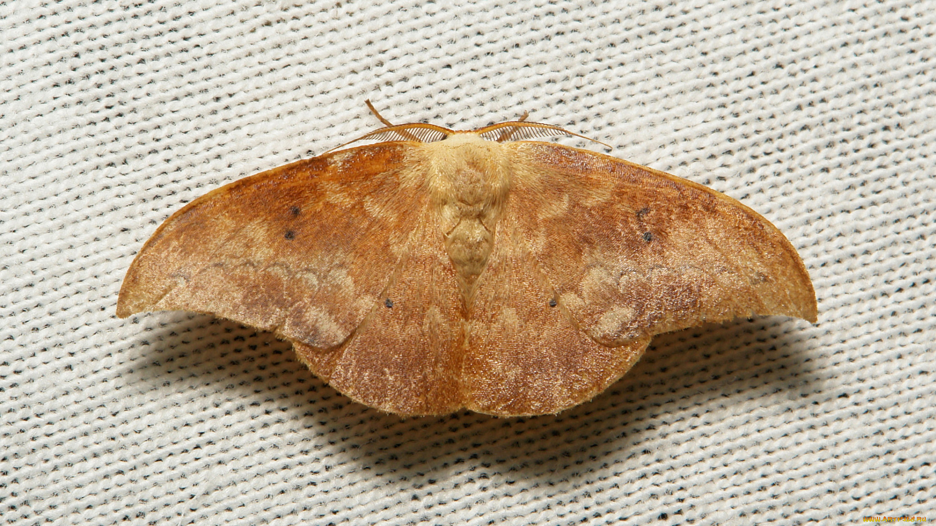 животные, бабочки, , мотыльки, , моли, itchydogimages, макро, вязаное, полотно, моль, крылья