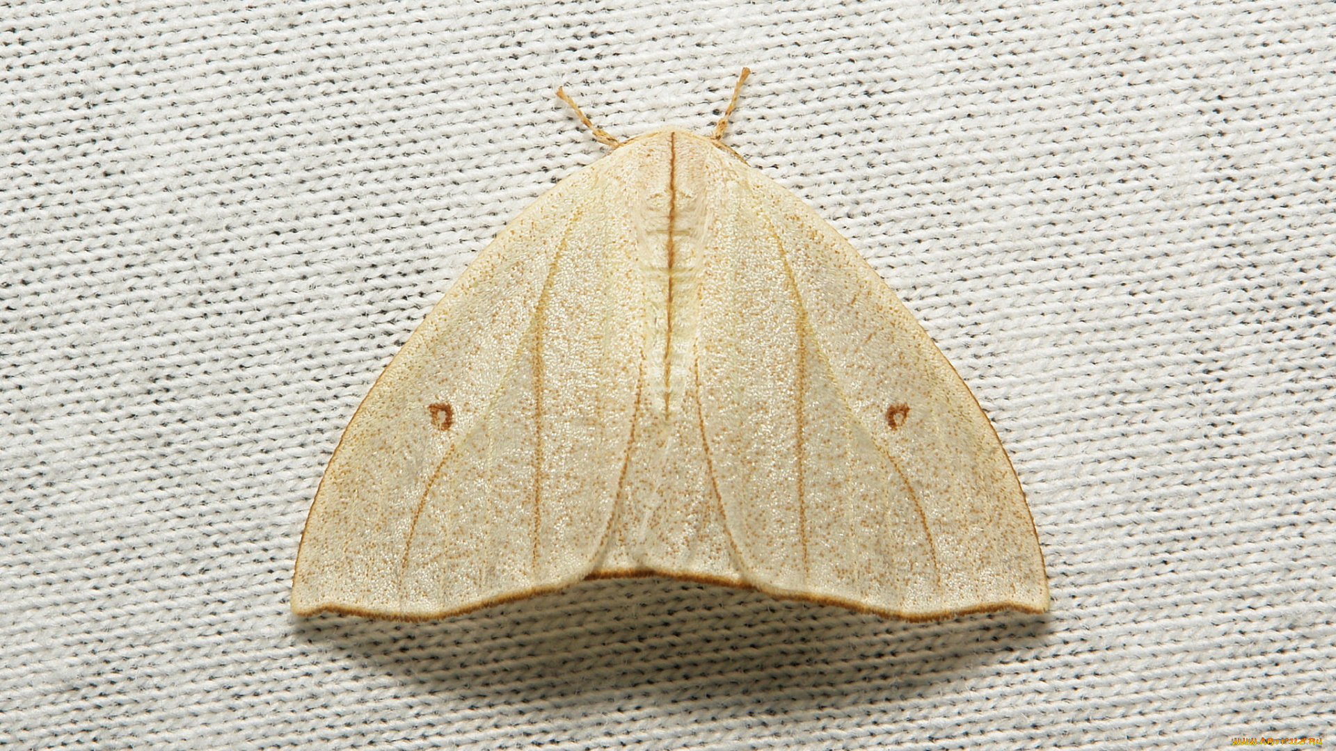 животные, бабочки, , мотыльки, , моли, itchydogimages, макро, насекомое, моль