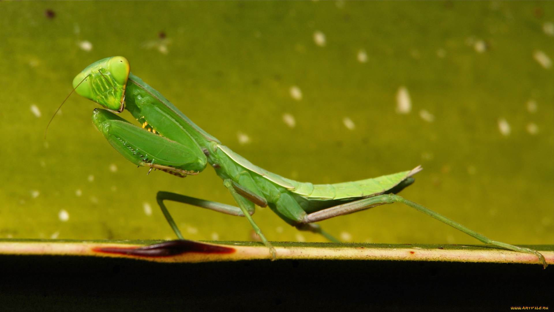 животные, богомолы, макро, травинка, богомол, насекомое, фон
