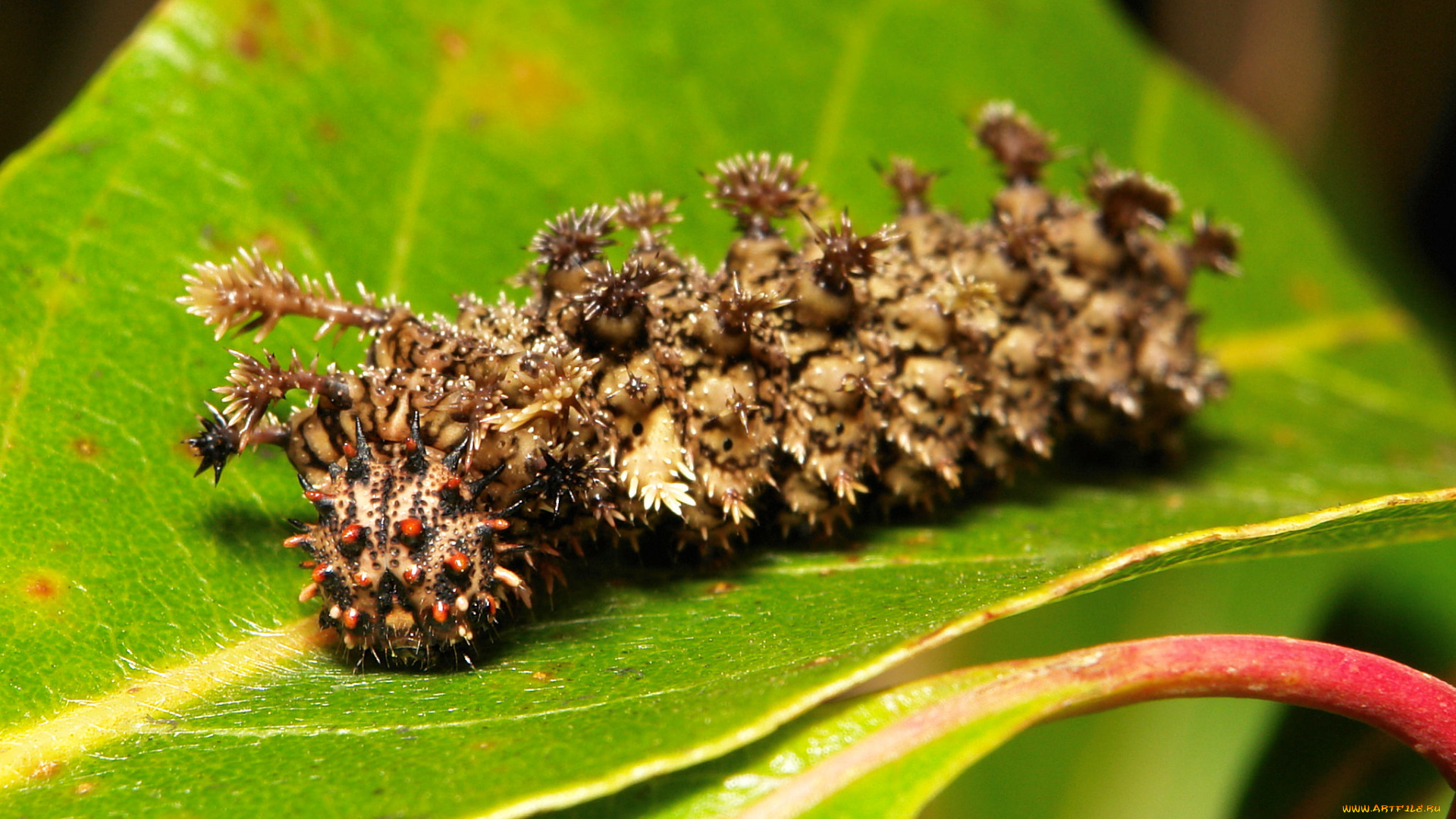 животные, гусеницы, itchydogimages, макро, лист, гусеница