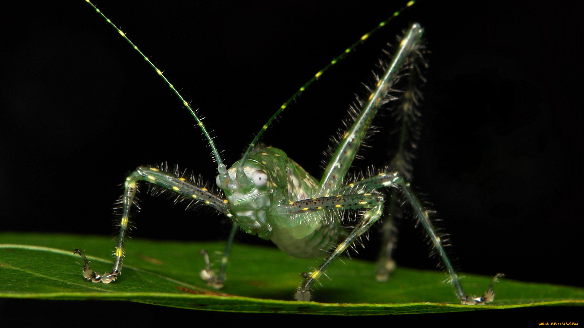 животные, кузнечики, , саранча, itchydogimages, макро, насекомое, лист, кузнечик