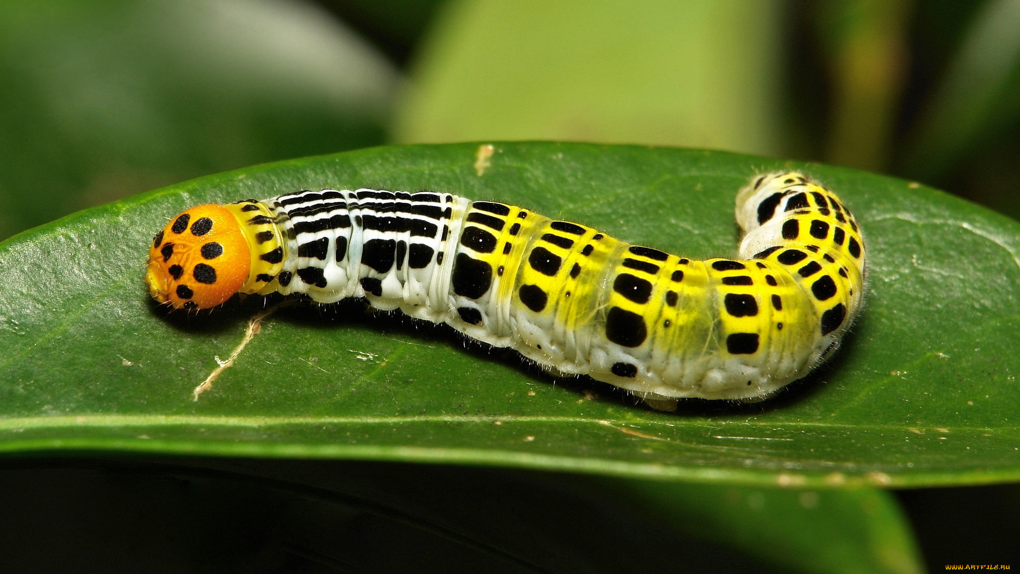 животные, гусеницы, itchydogimages, макро, гусеница, лист