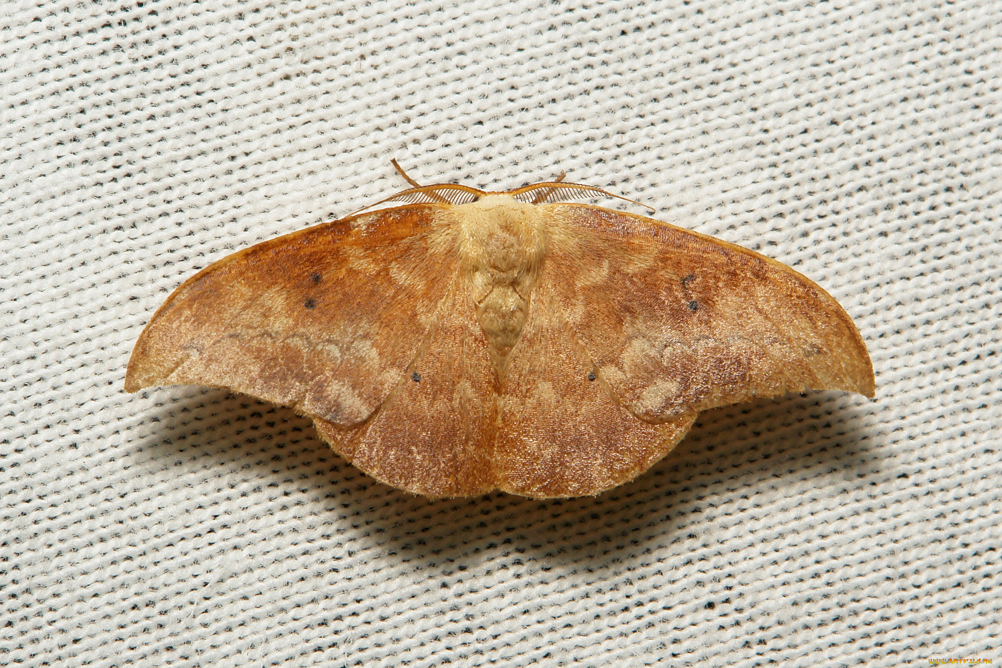 животные, бабочки, , мотыльки, , моли, itchydogimages, макро, вязаное, полотно, моль, крылья