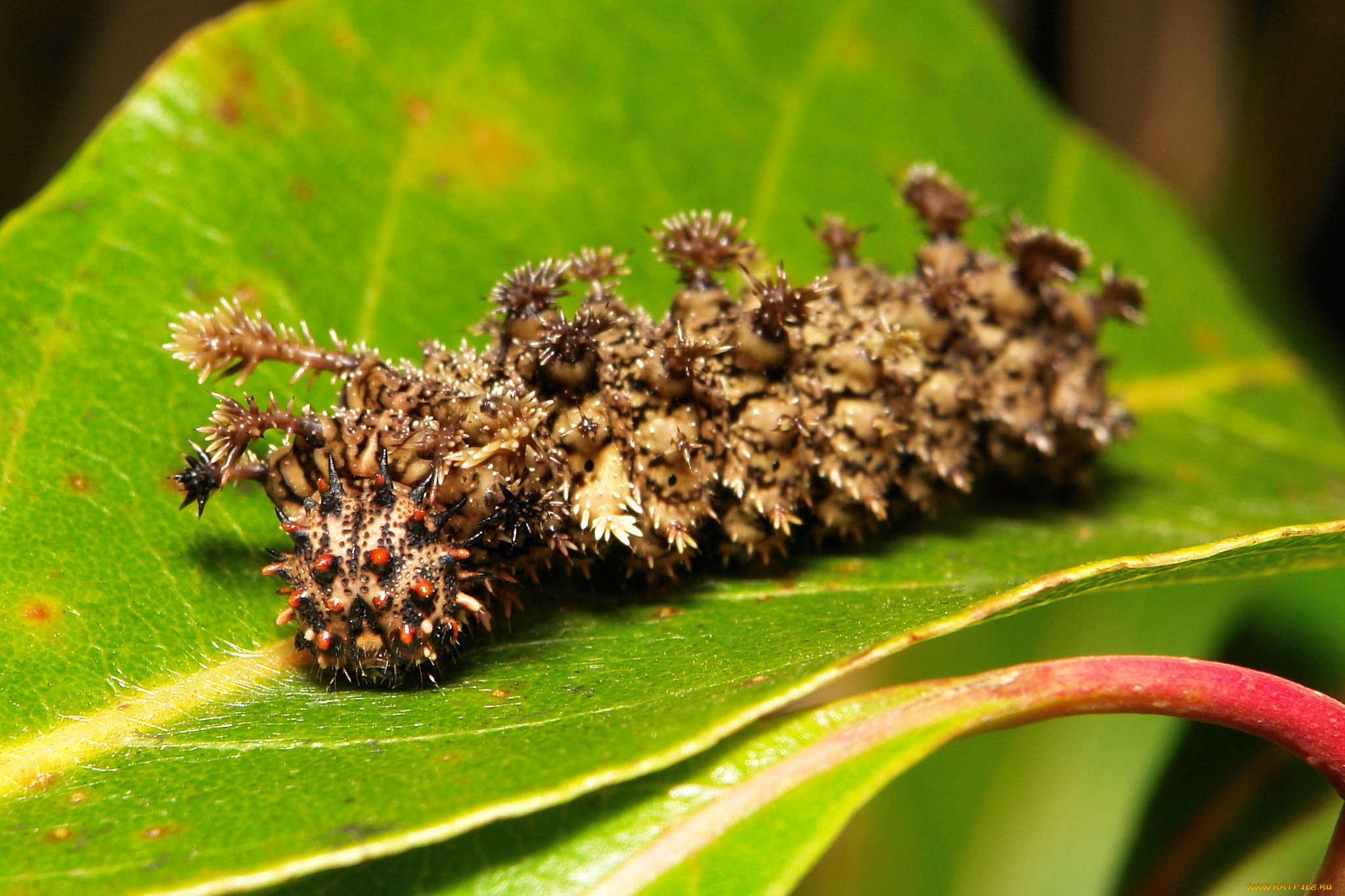 животные, гусеницы, itchydogimages, макро, лист, гусеница