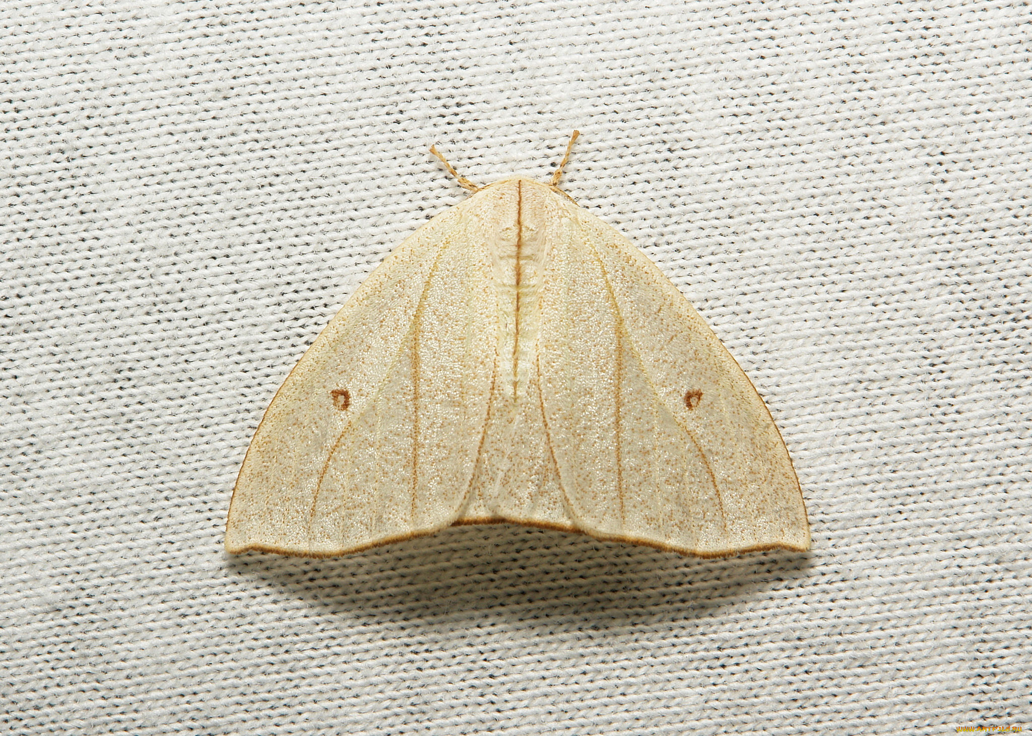 животные, бабочки, , мотыльки, , моли, itchydogimages, макро, насекомое, моль