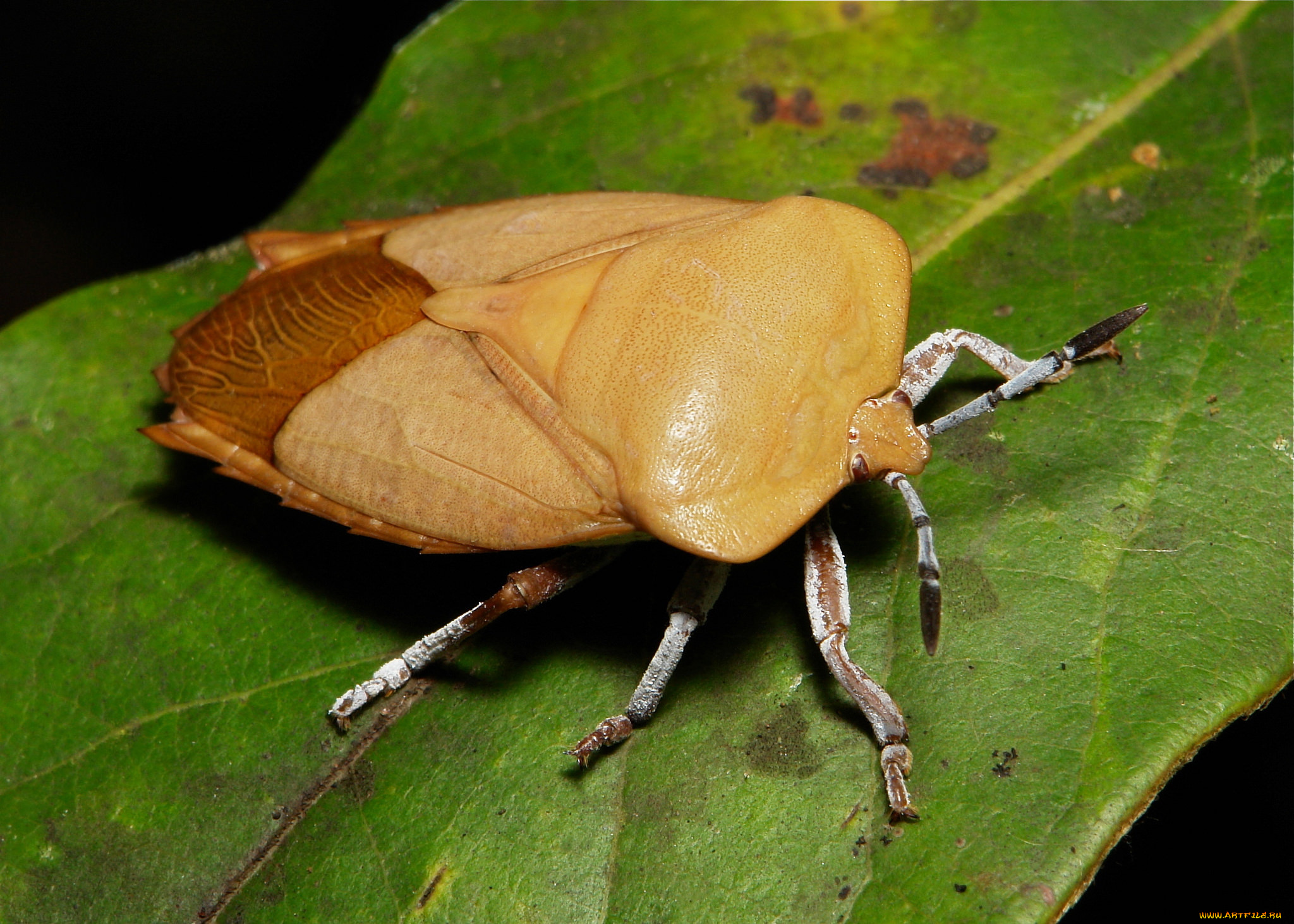 животные, насекомые, itchydogimages, макро, насекомое, жук, клоп