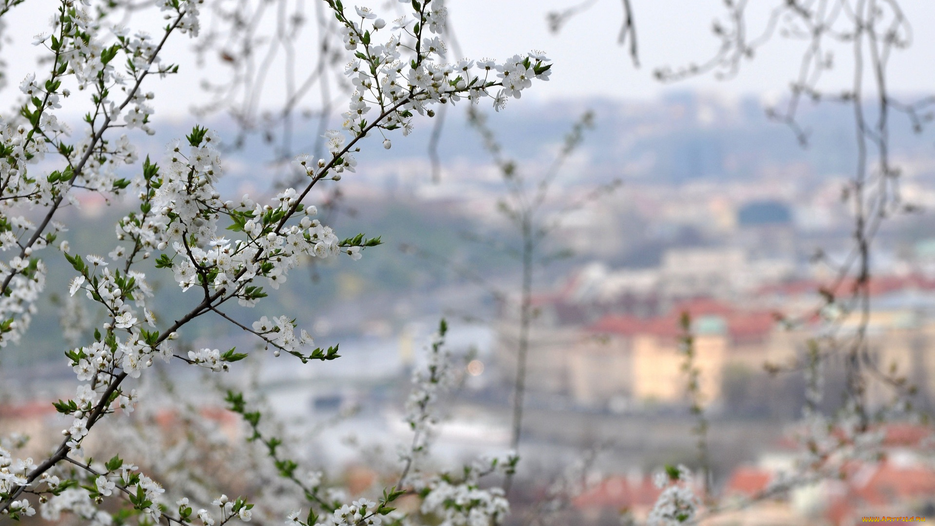 цветы, цветущие, деревья, , , кустарники, ветки, весна, листья, цветение