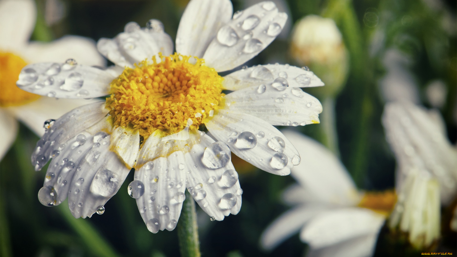цветы, ромашки, природа, макро, капли, лепестки, ромашка, цветок