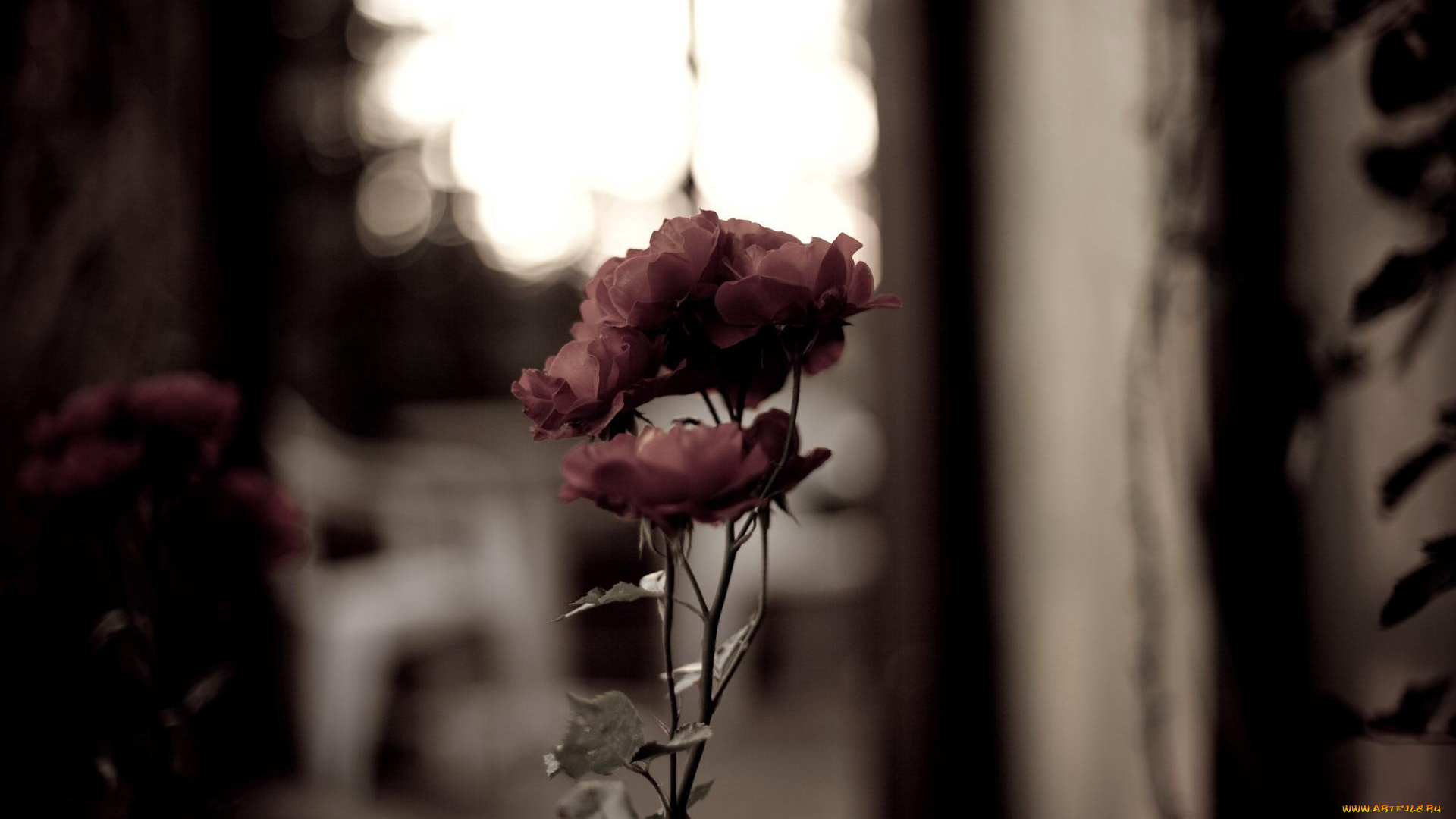 цветы, розы, красные, окно