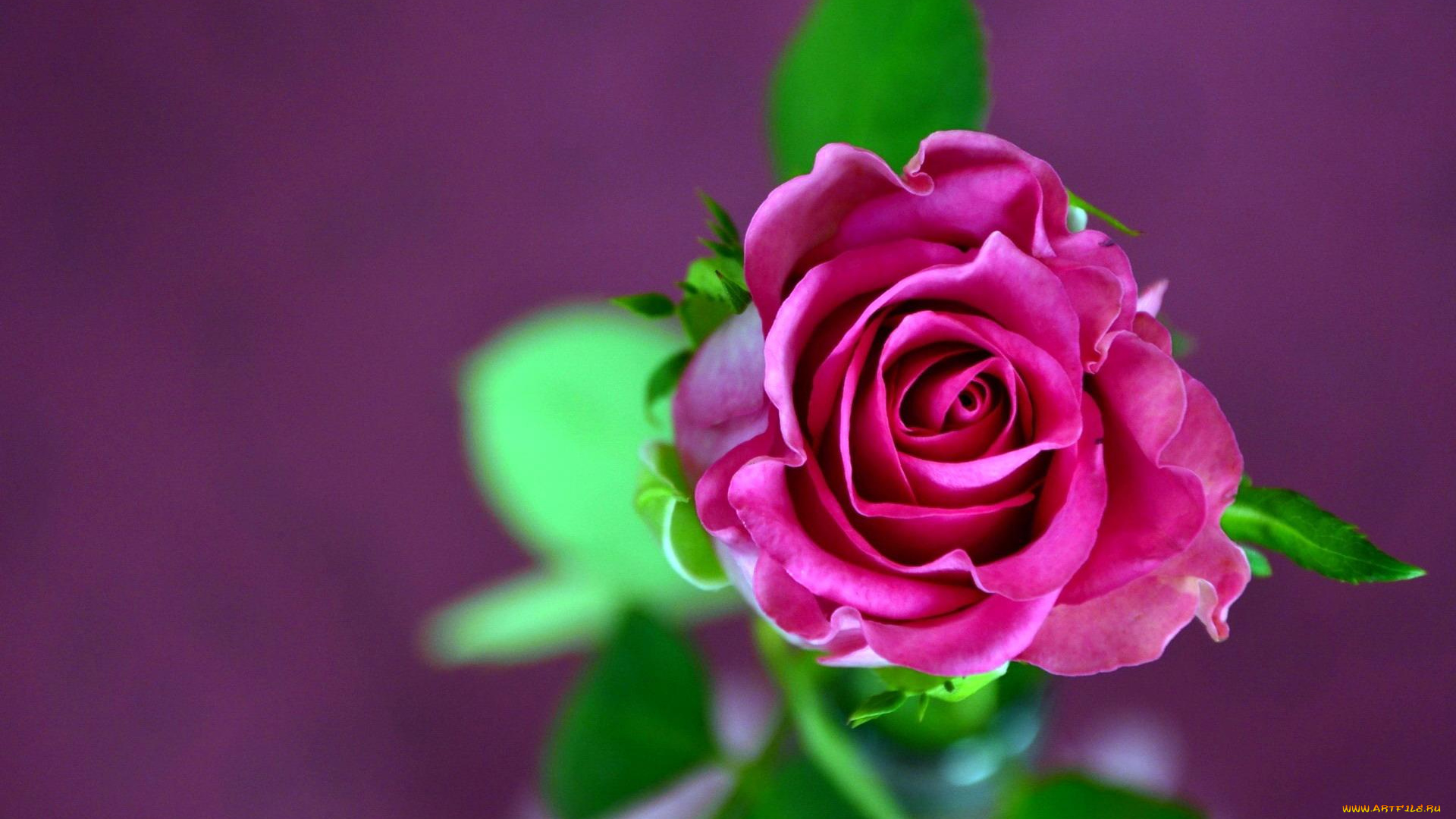 цветы, розы, листья, розовая, роза, ракурс