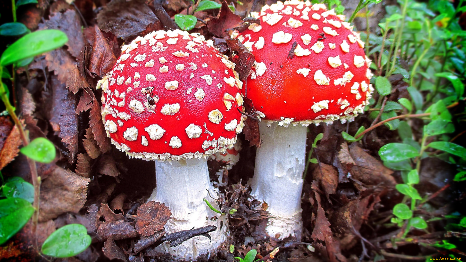 природа, грибы, , мухомор, грибочки