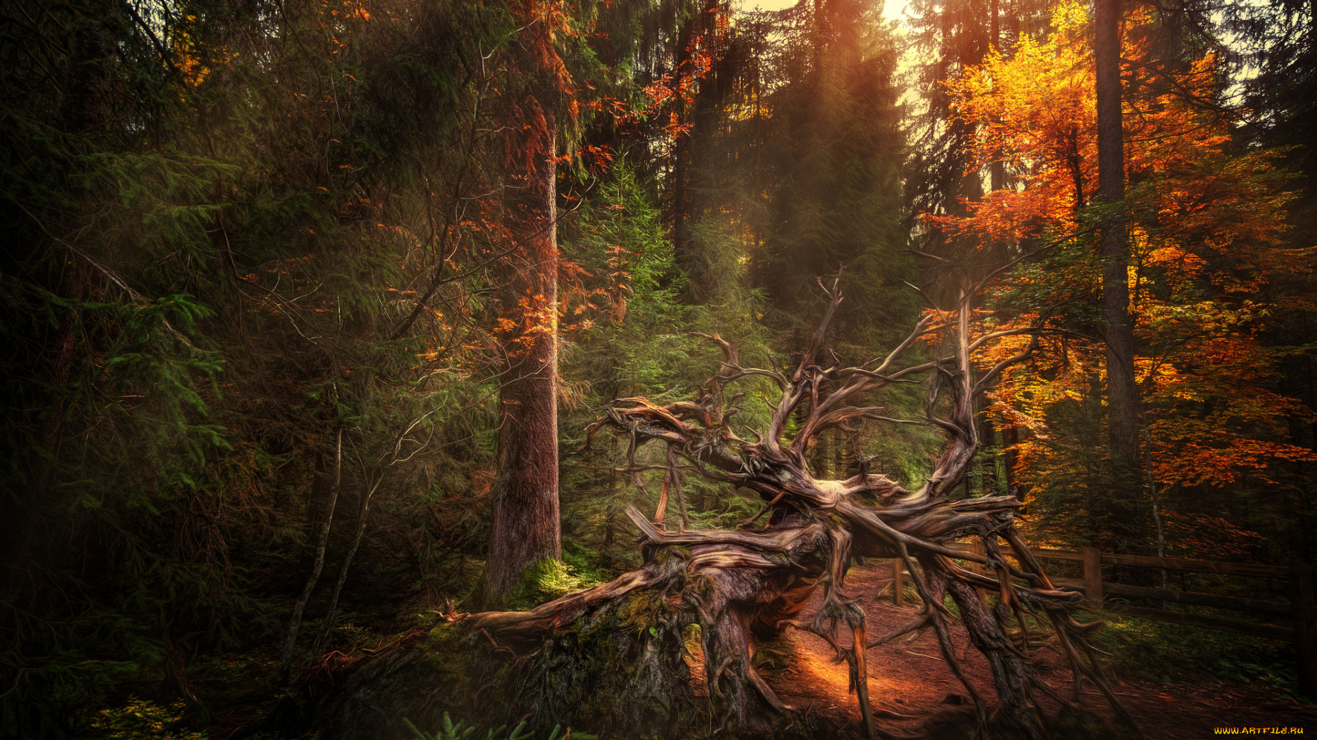 природа, лес, чаща