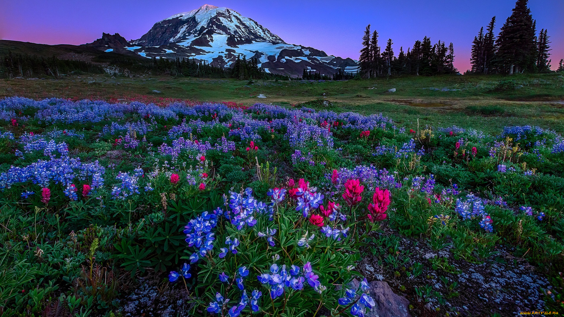 природа, луга, цветы, горы