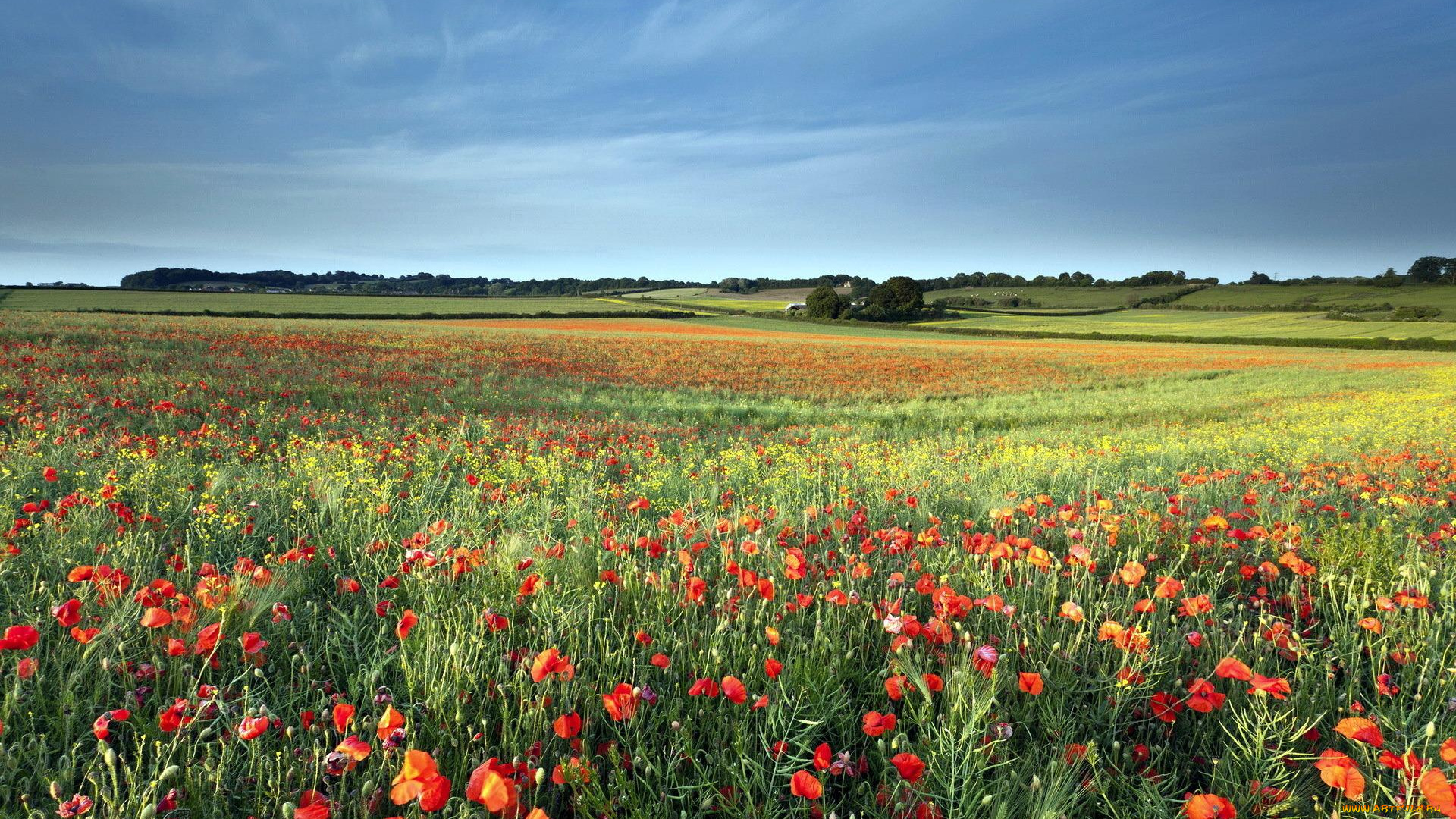 природа, луга, простор, маки, луг, поле