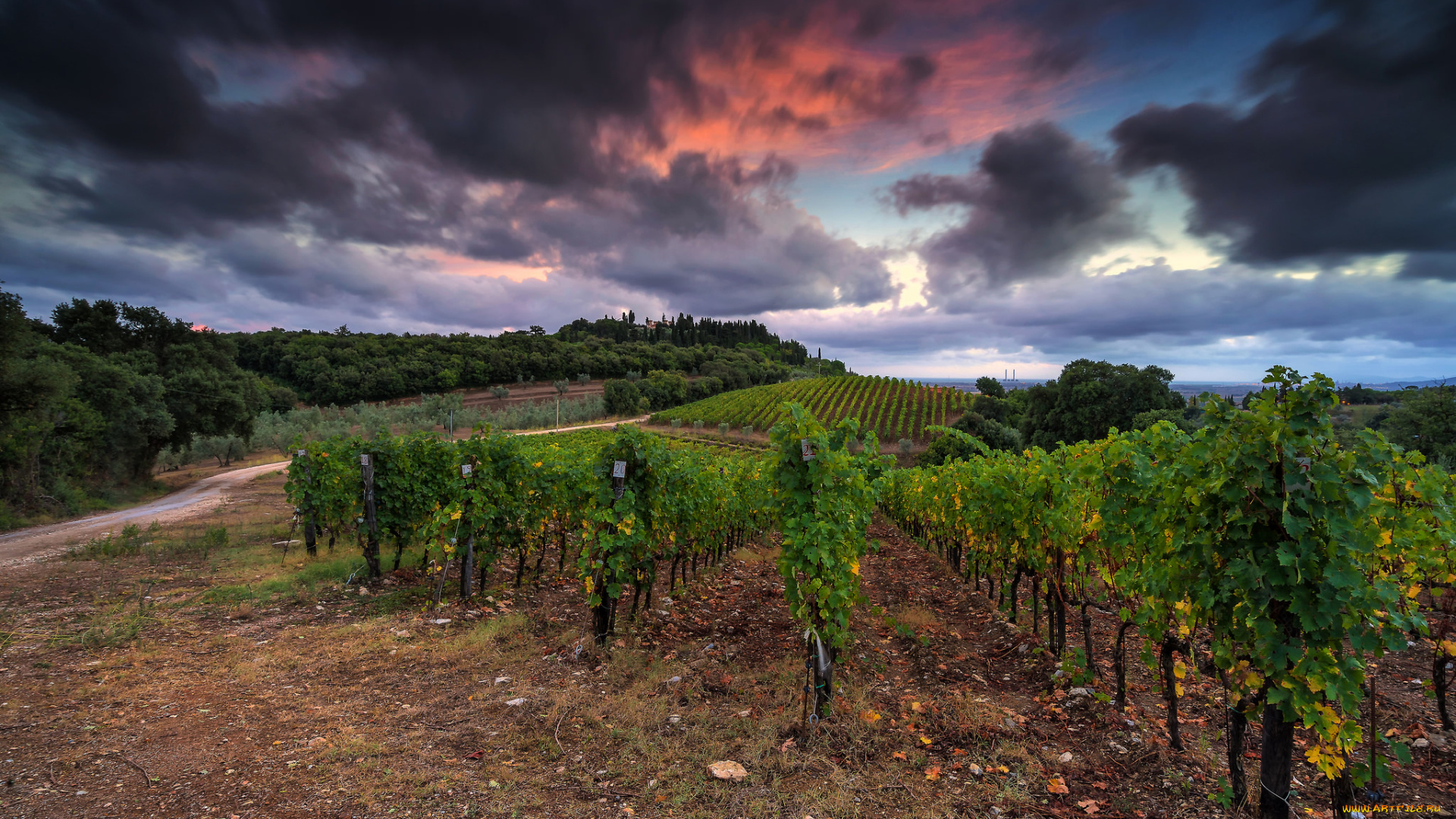 природа, поля, виноградник