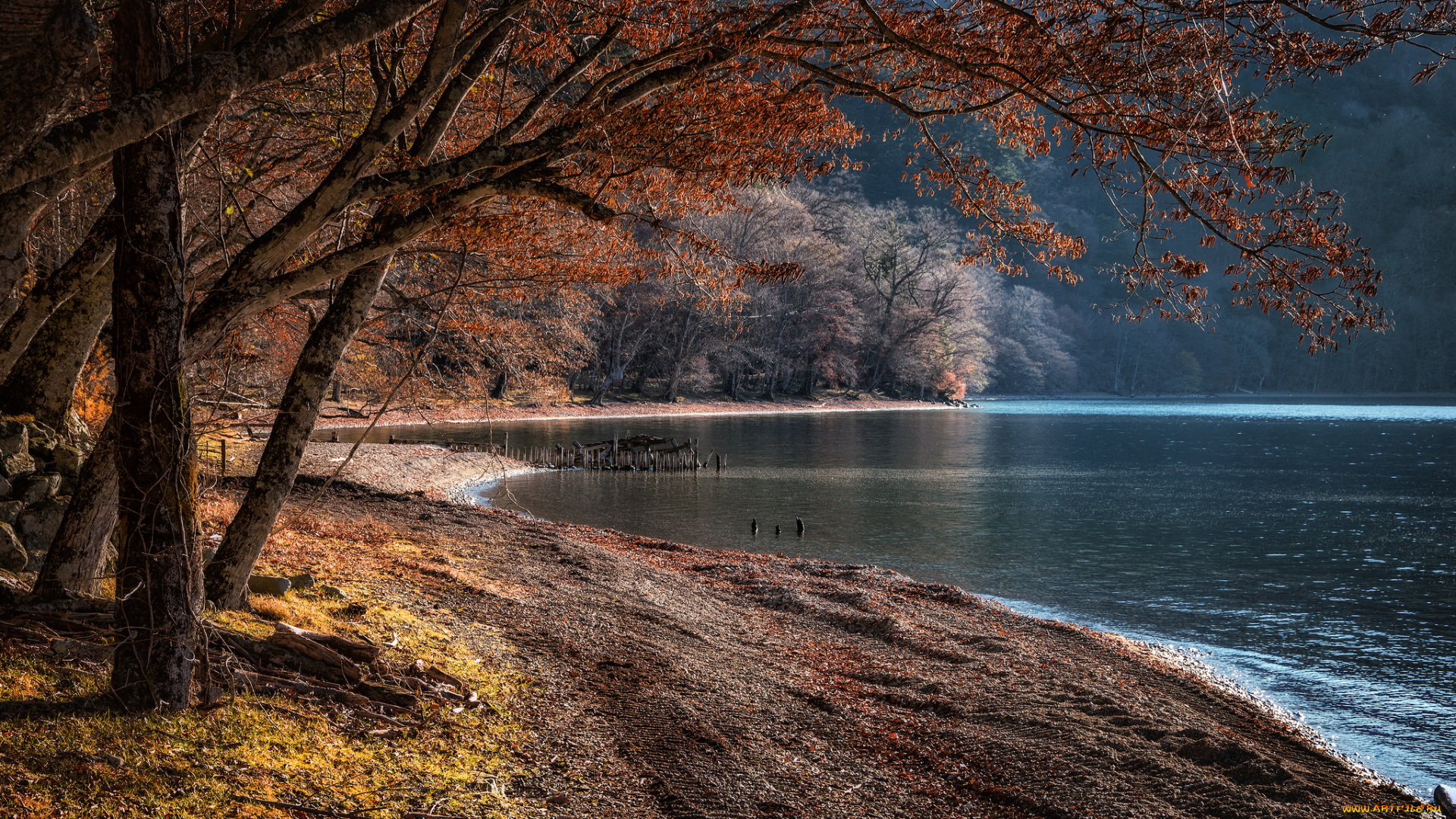 природа, реки, озера, лес, река