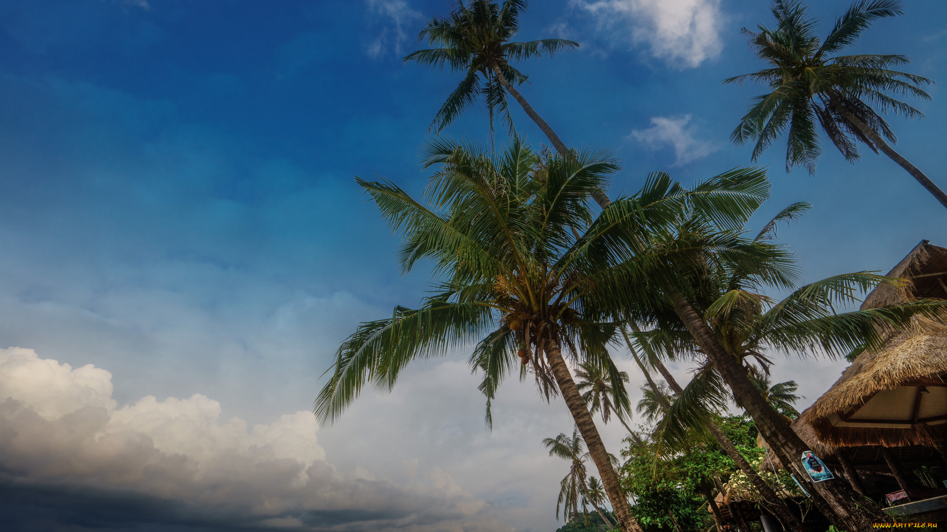 природа, тропики, пальмы, пляж