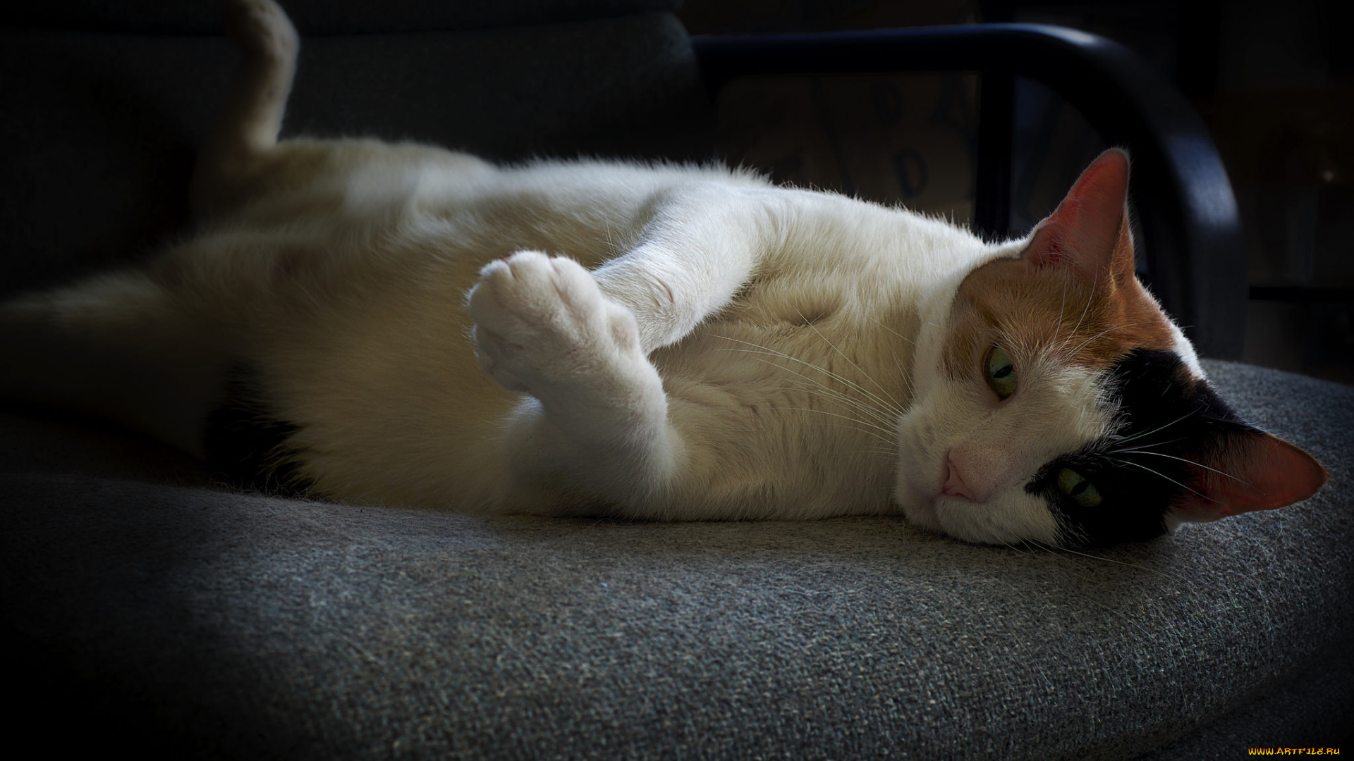 животные, коты, кошка