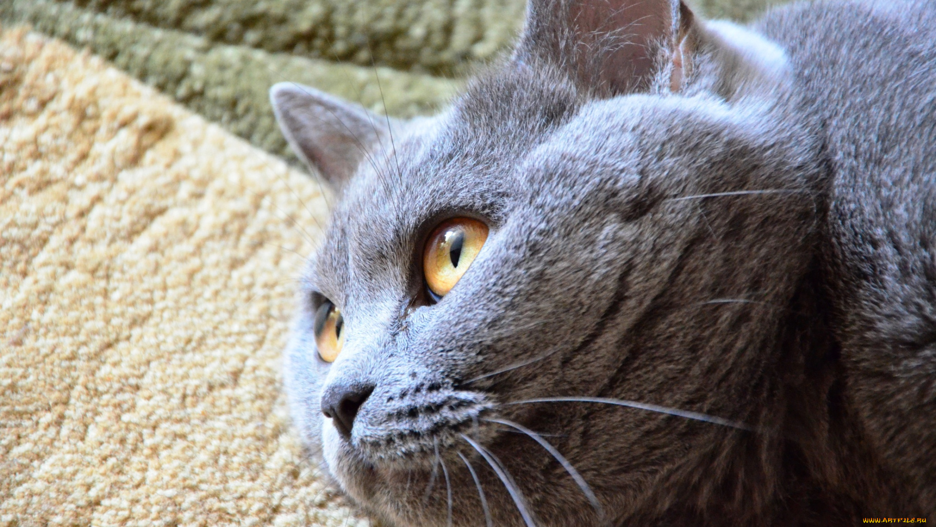 животные, коты, ковер, усы, кот, британец, голова