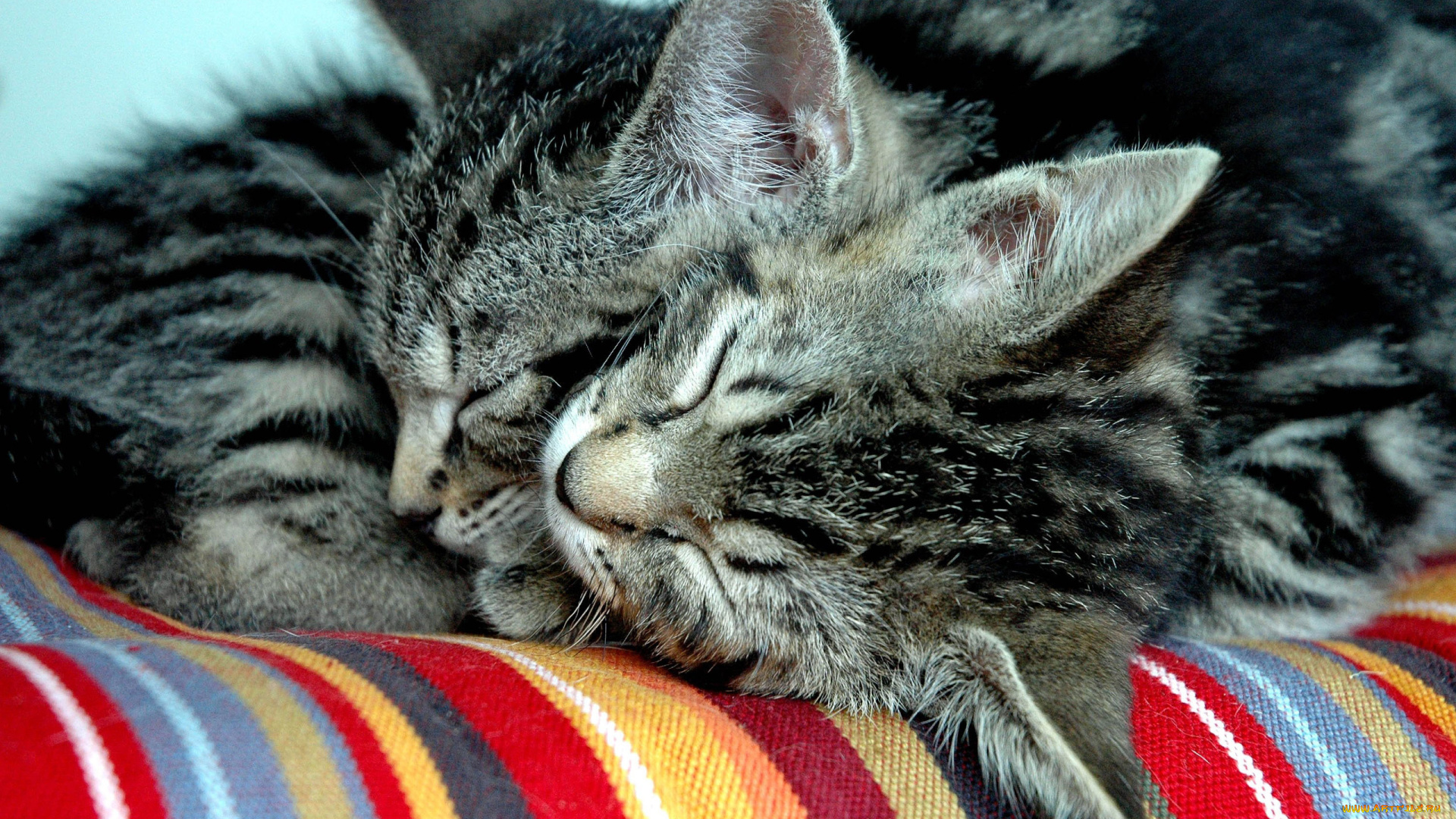 животные, коты, отдых, подстилка, сон, полосатые, котята