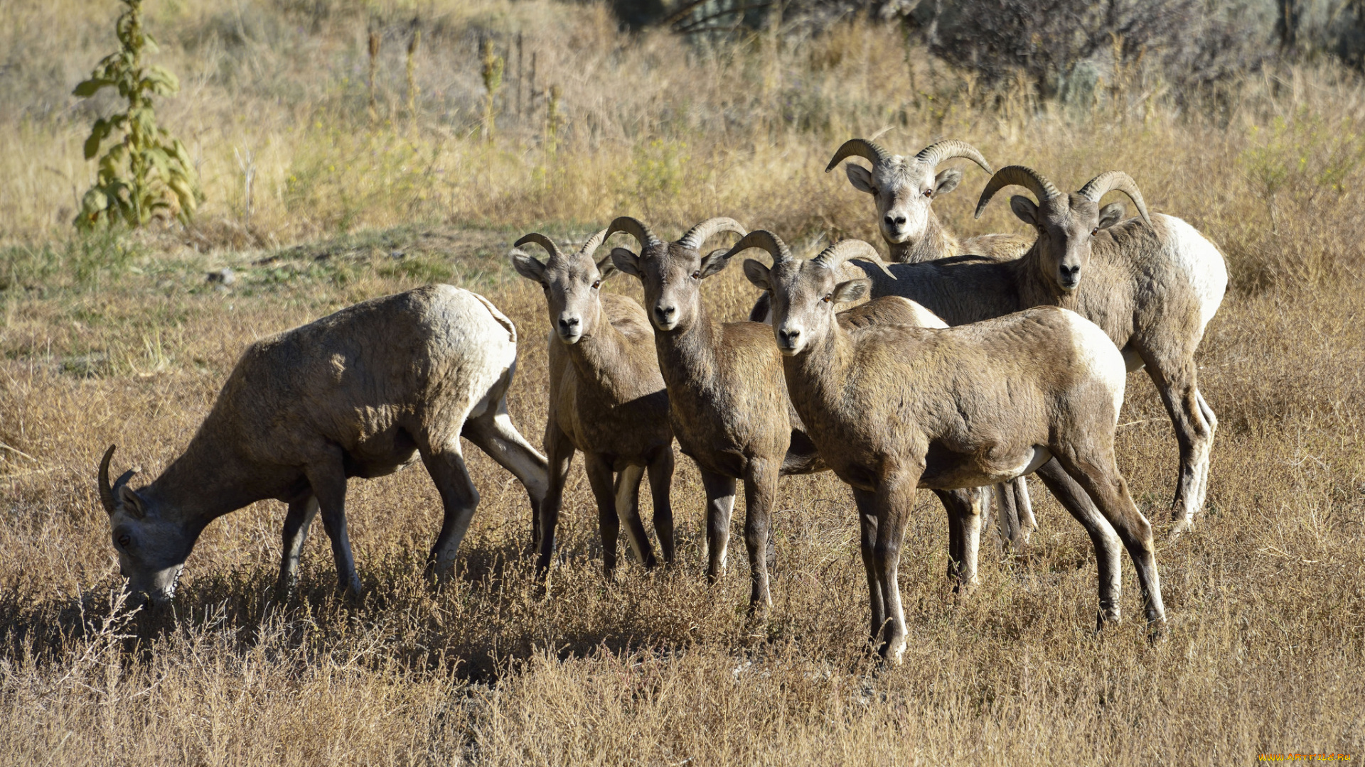 животные, козы, стадо, козлы