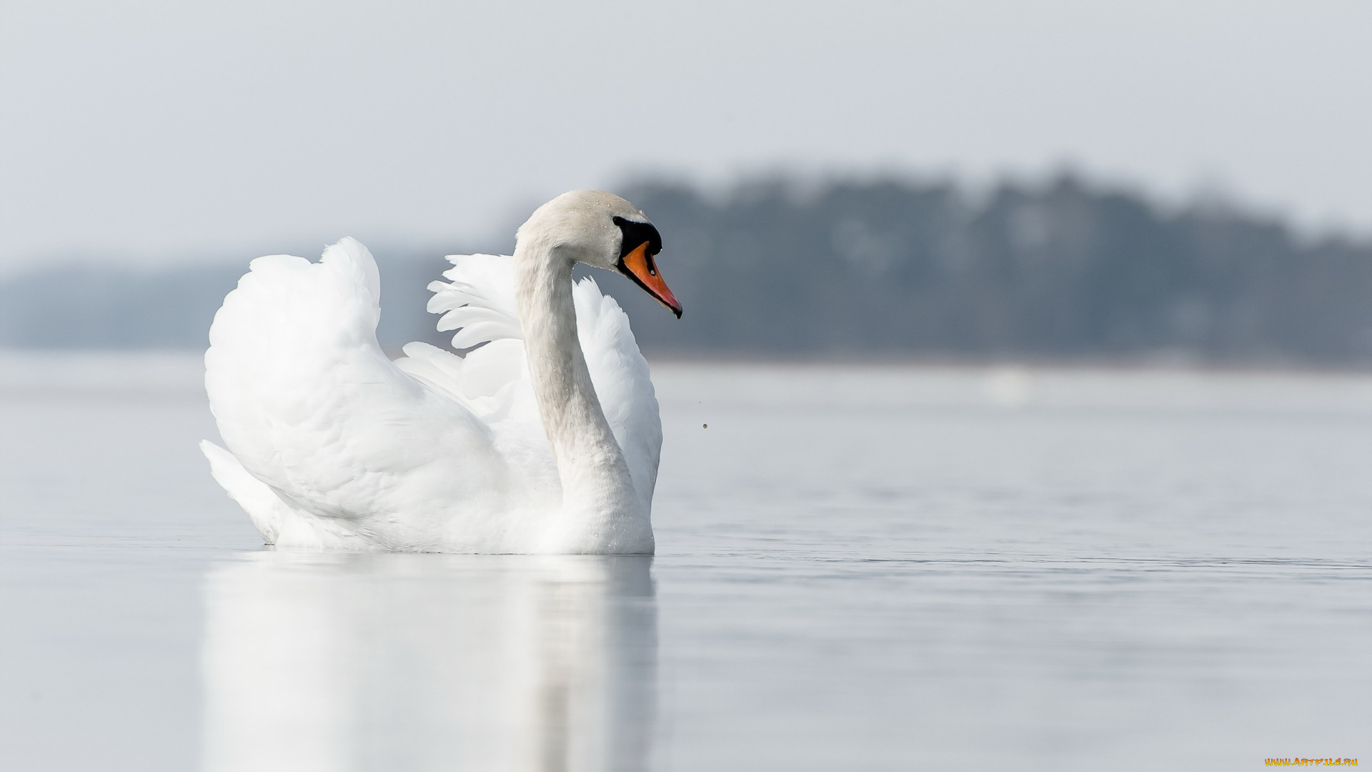 животные, лебеди, природа, озеро, лебедь