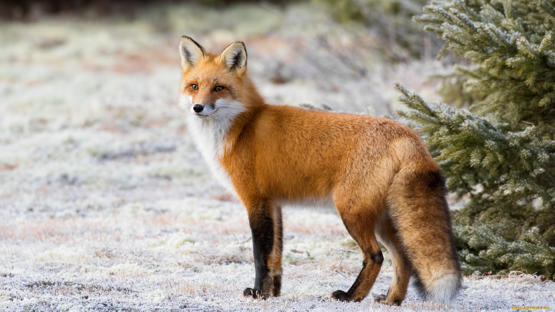 животные, лисы, лис, снег, рыжая, лисица, мех, красавица, хвост