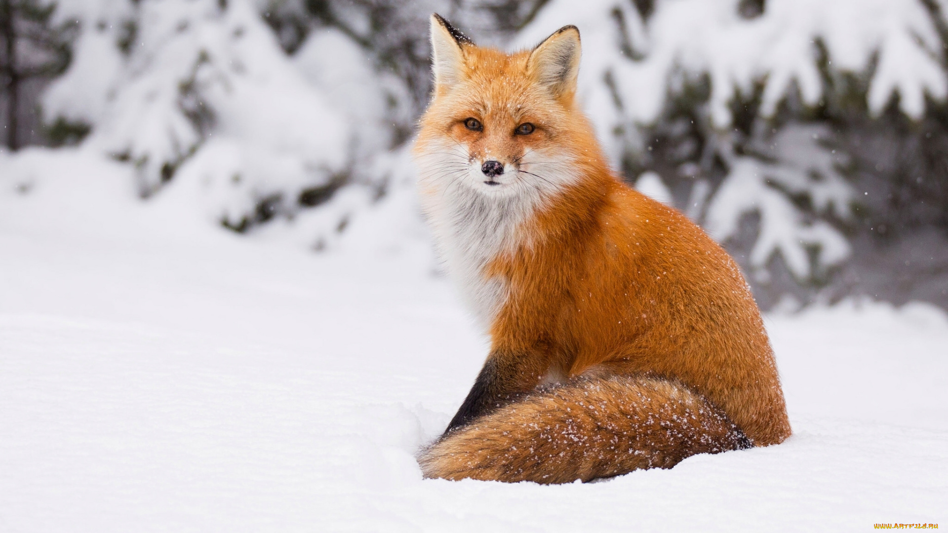 животные, лисы, снег, зима, рыжая, лиса