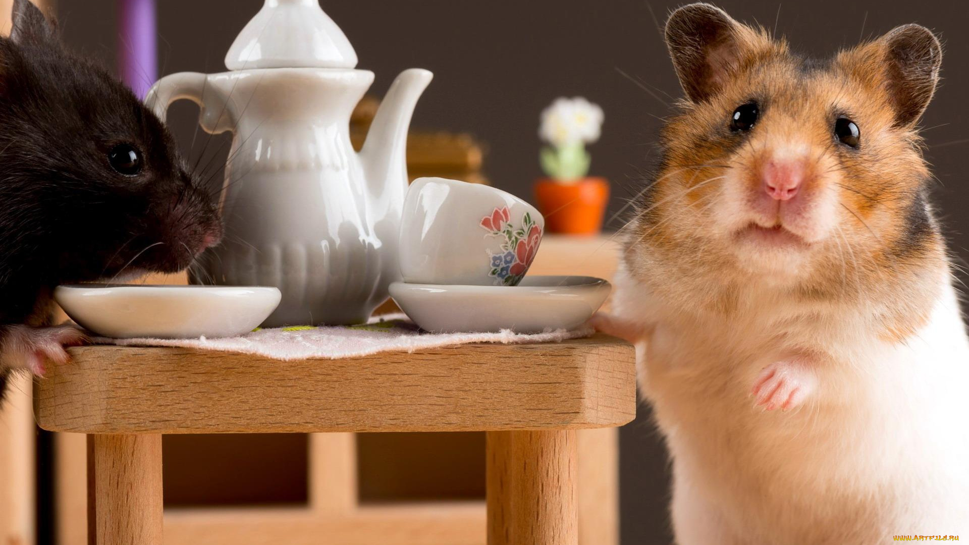 животные, морские, свинки, , хомяки, чашки, чаепитие, чайник, стол, хомяки, блюдца