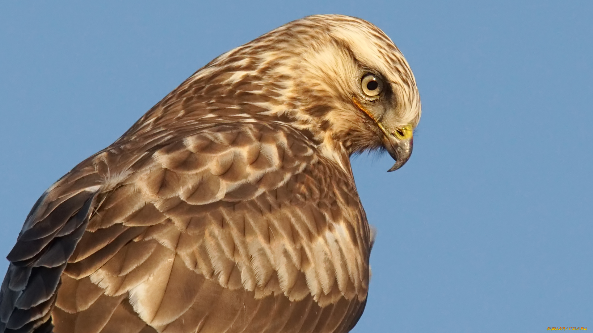 животные, птицы, -, хищники, небо, сокол, взгляд