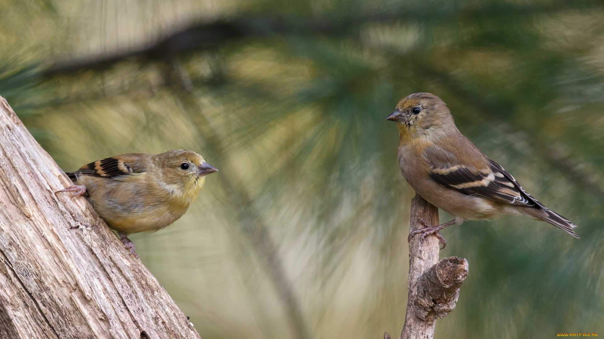 животные, щеглы, , чижи, две, птицы, сук, дерево, щегли