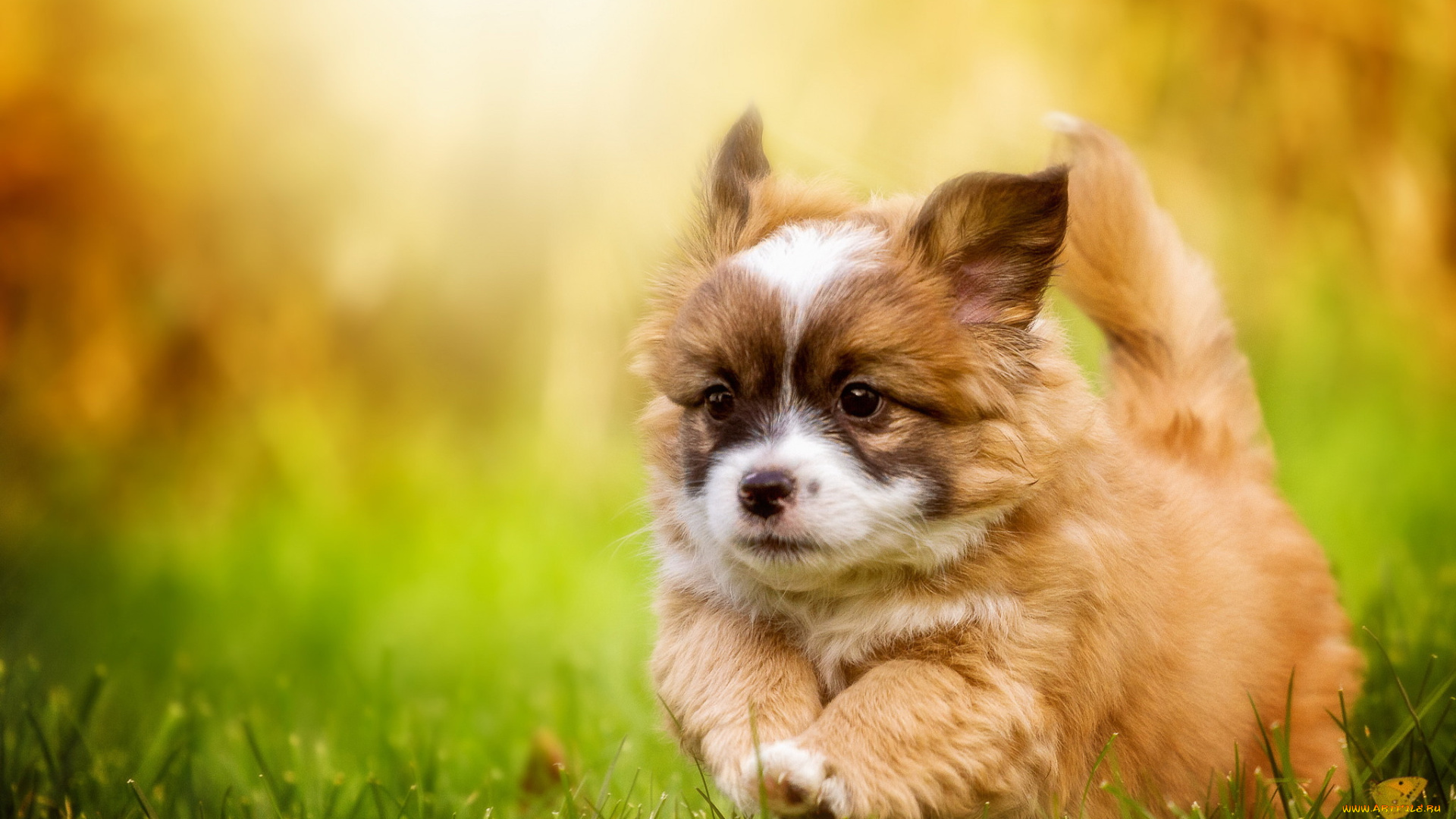 животные, собаки, друг, взгляд, собака