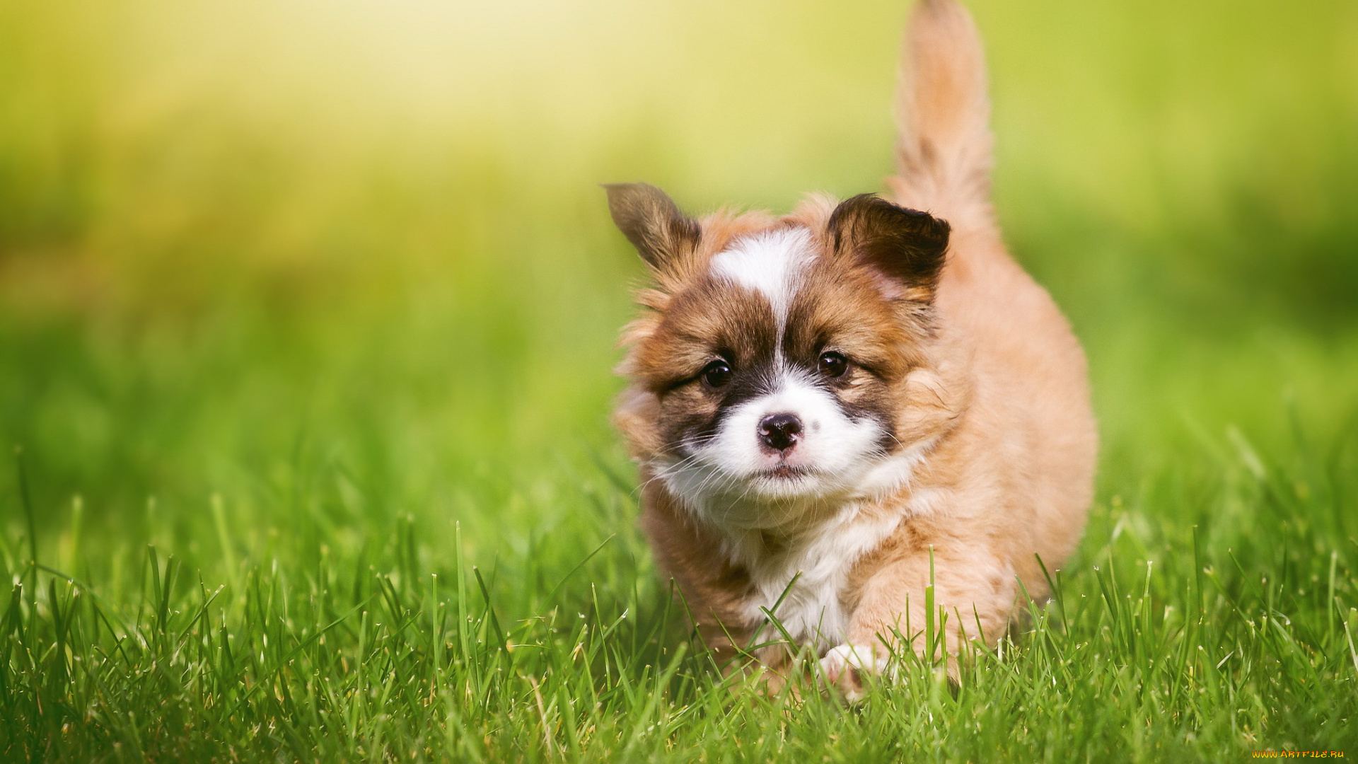 животные, собаки, собака, друг, взгляд