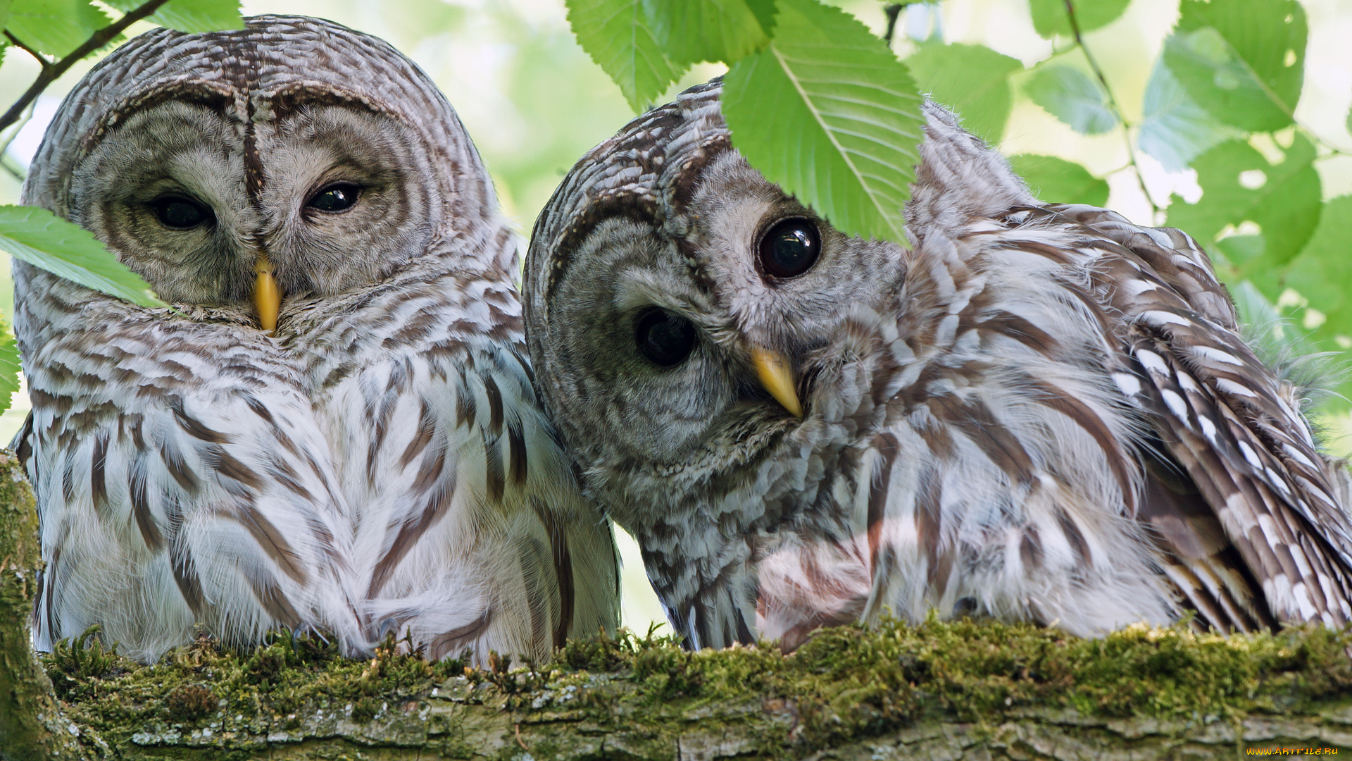 животные, совы, природа, веточки, взгляд, литья, фото