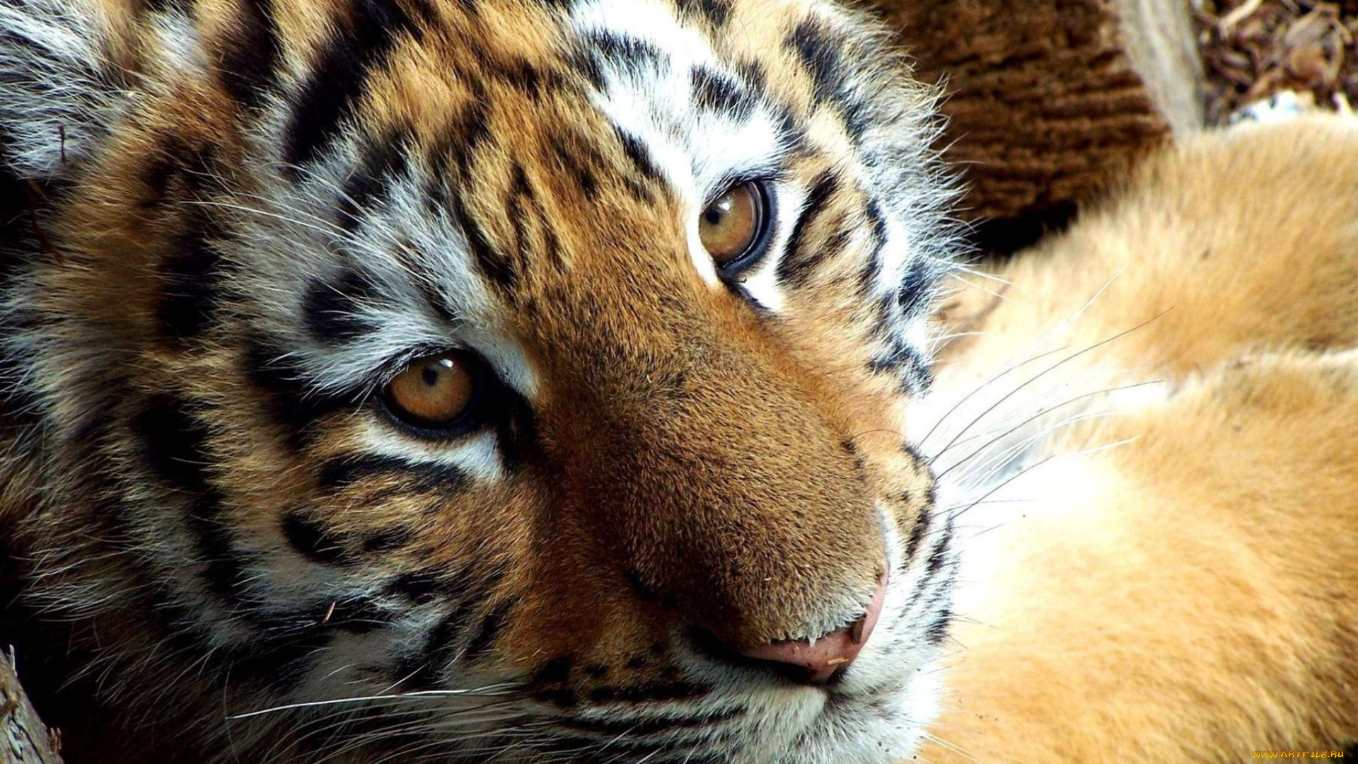 животные, тигры, взгляд, тигренок, лапа