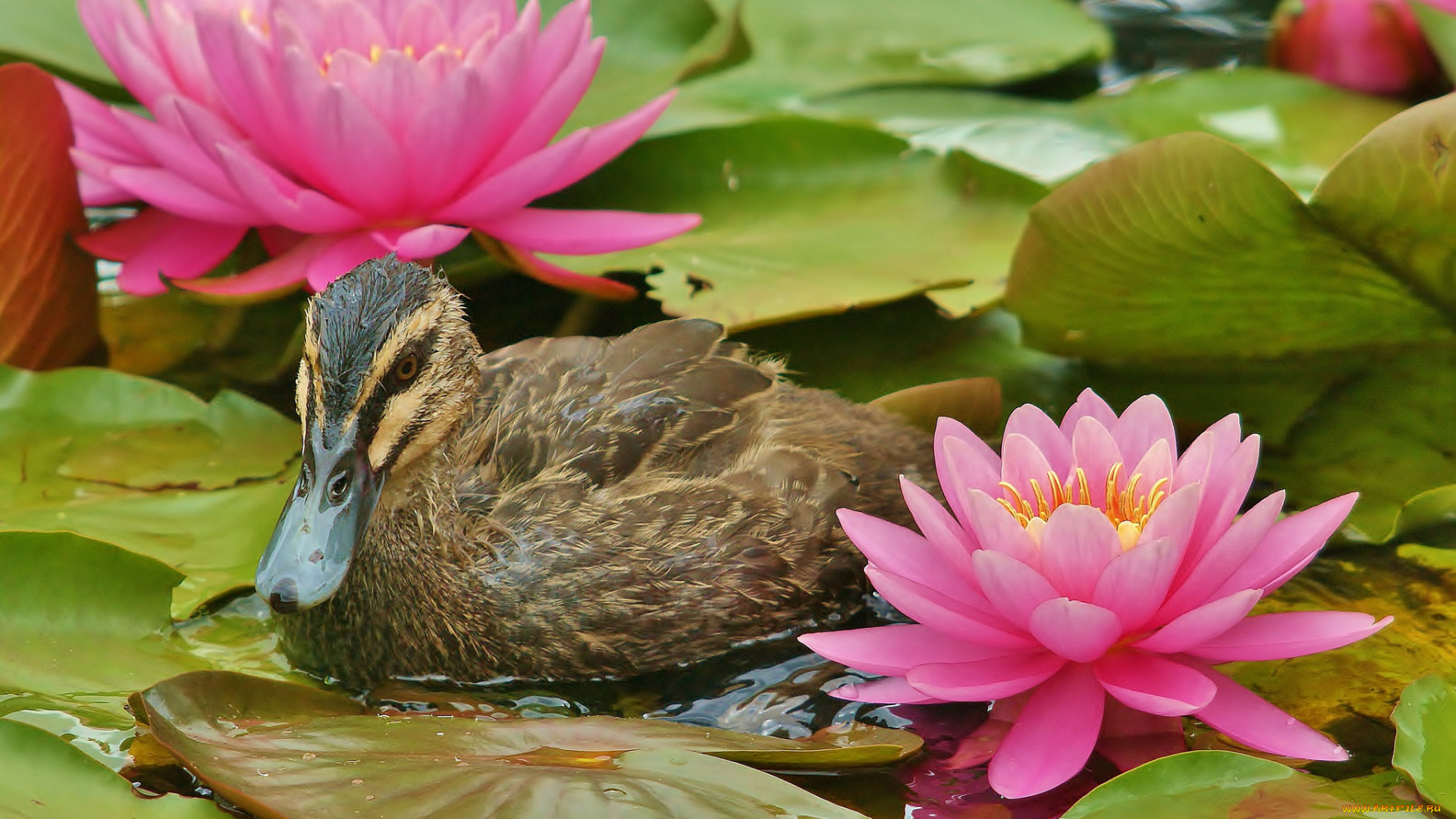 животные, утки, лилии, утка