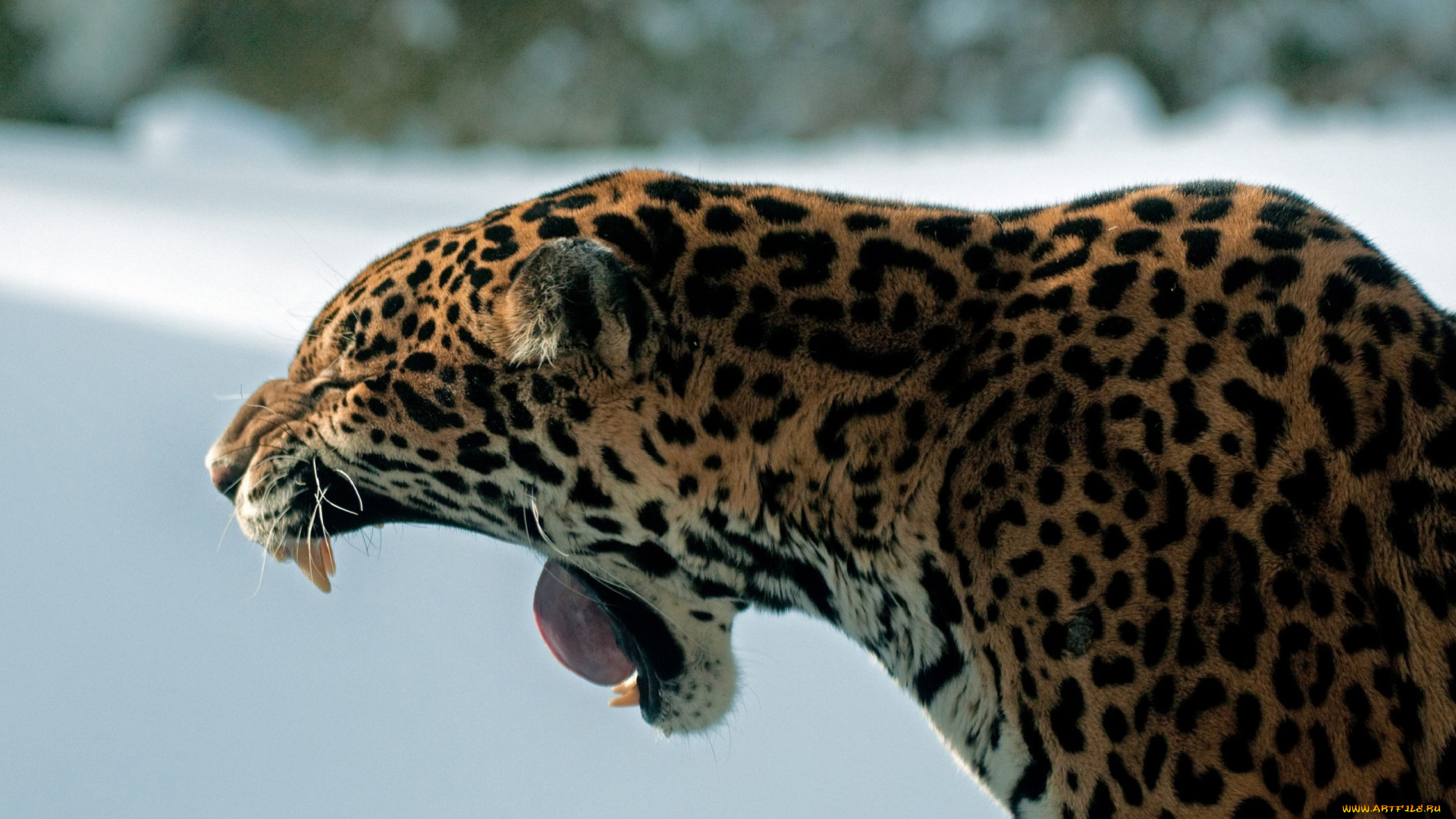 животные, Ягуары, зевок, пасть, клыки, снег, профиль, язык