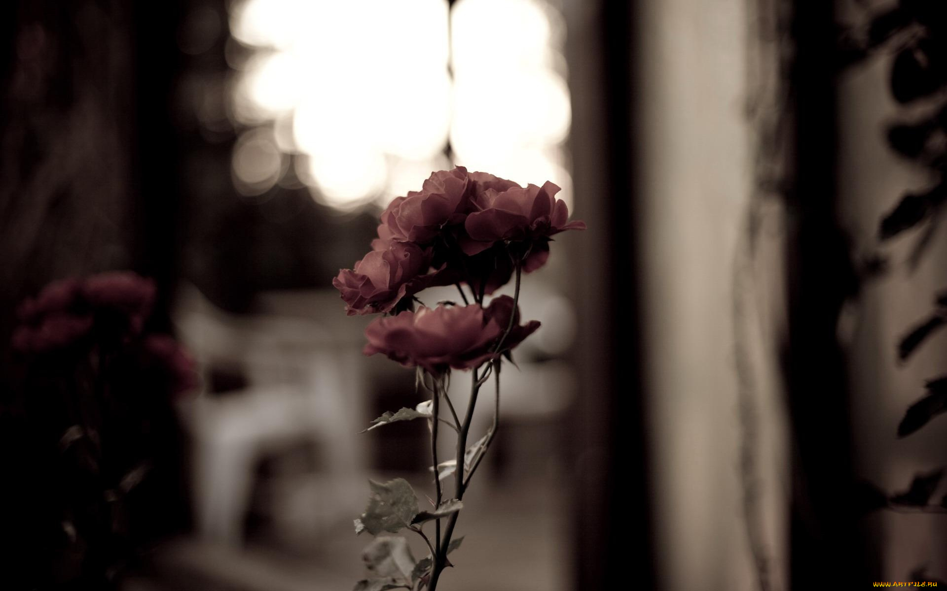цветы, розы, красные, окно