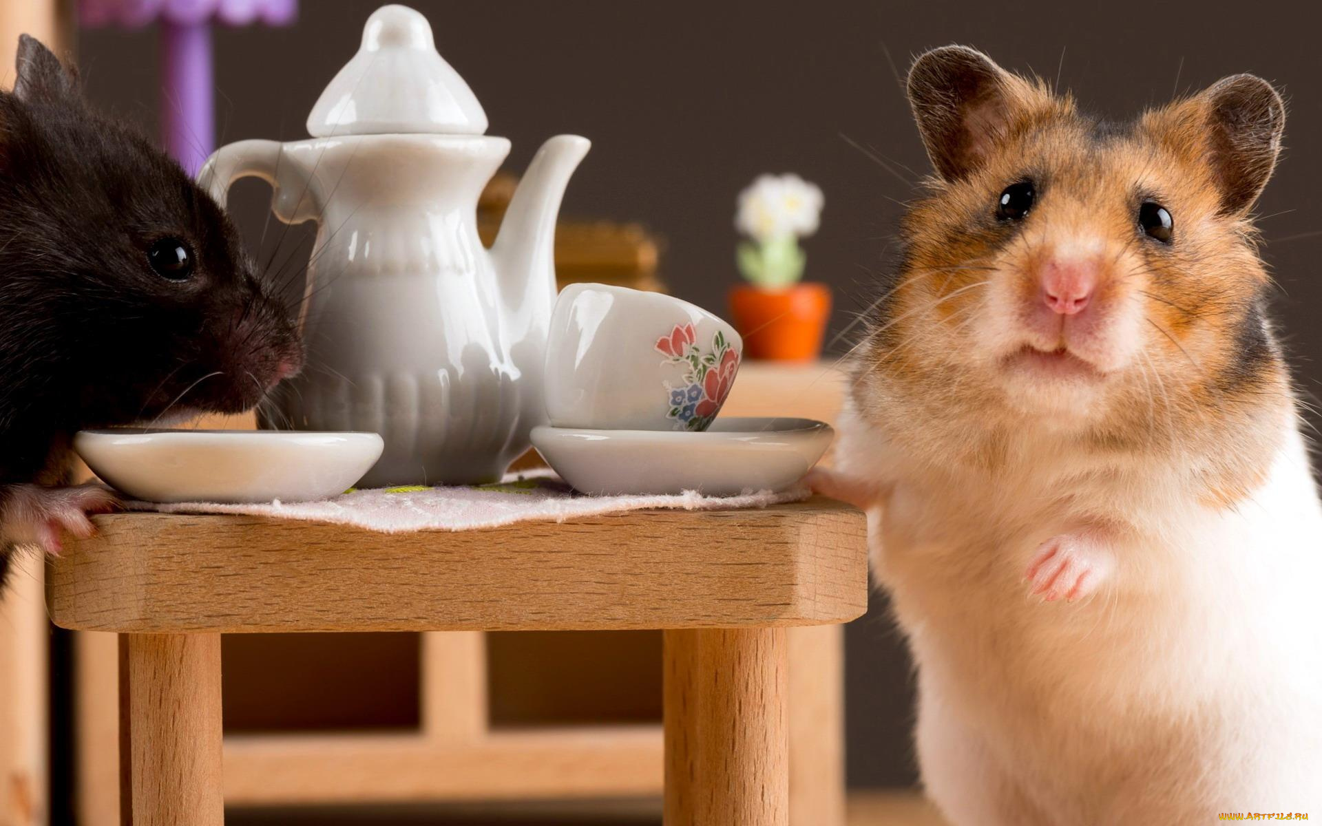животные, морские, свинки, , хомяки, чашки, чаепитие, чайник, стол, хомяки, блюдца
