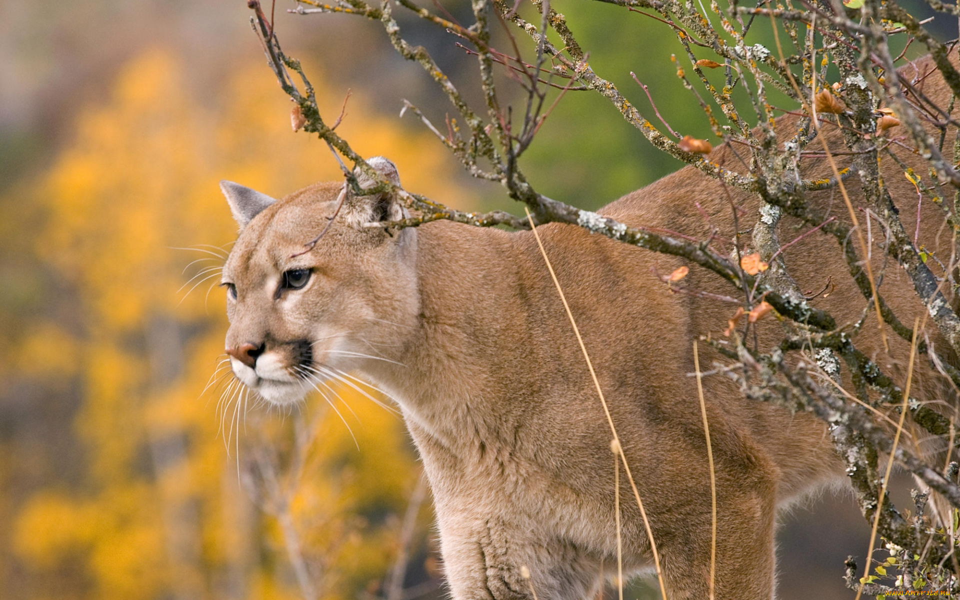 животные, пумы, кусты, кугуар, пума, осень