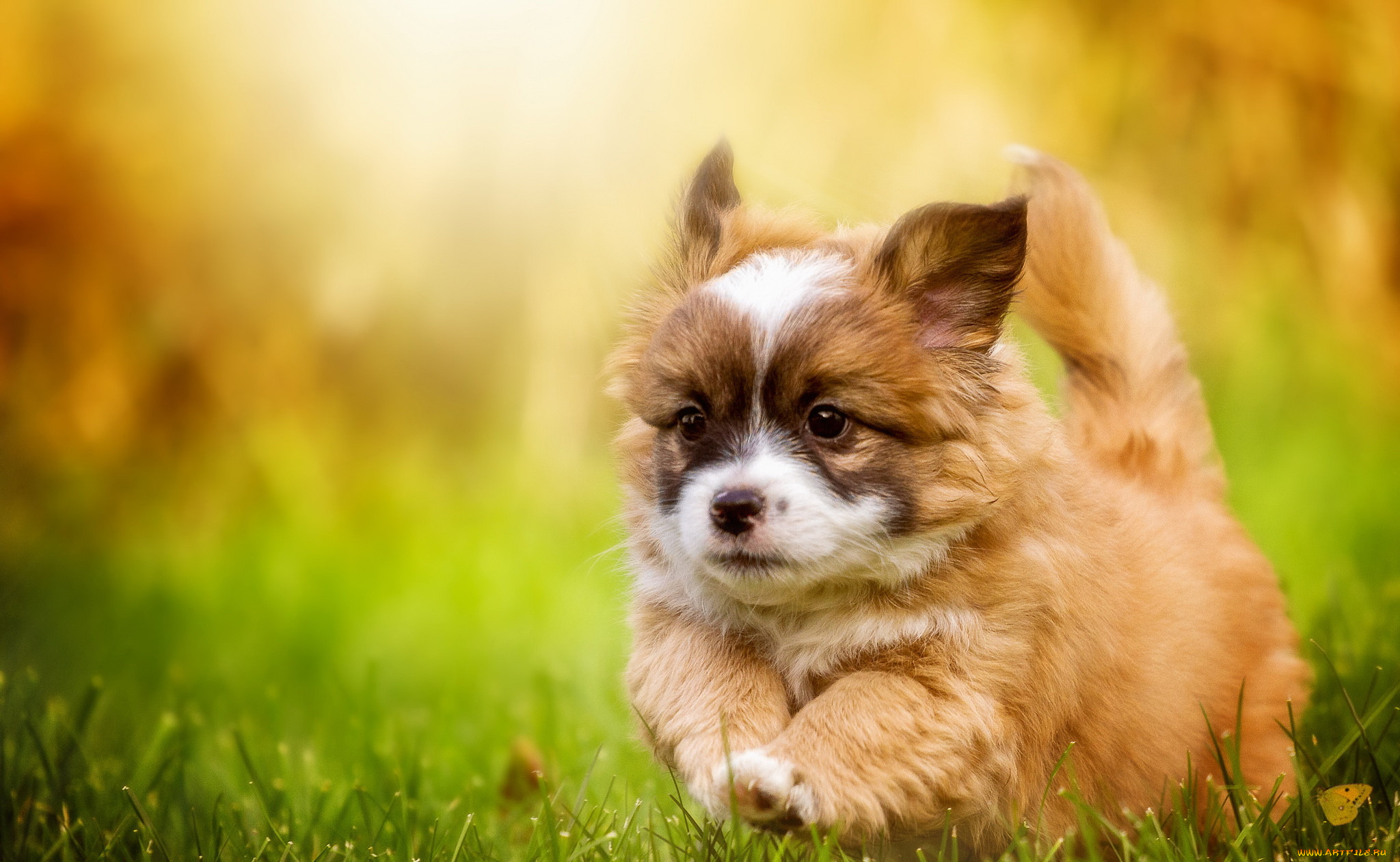 животные, собаки, друг, взгляд, собака