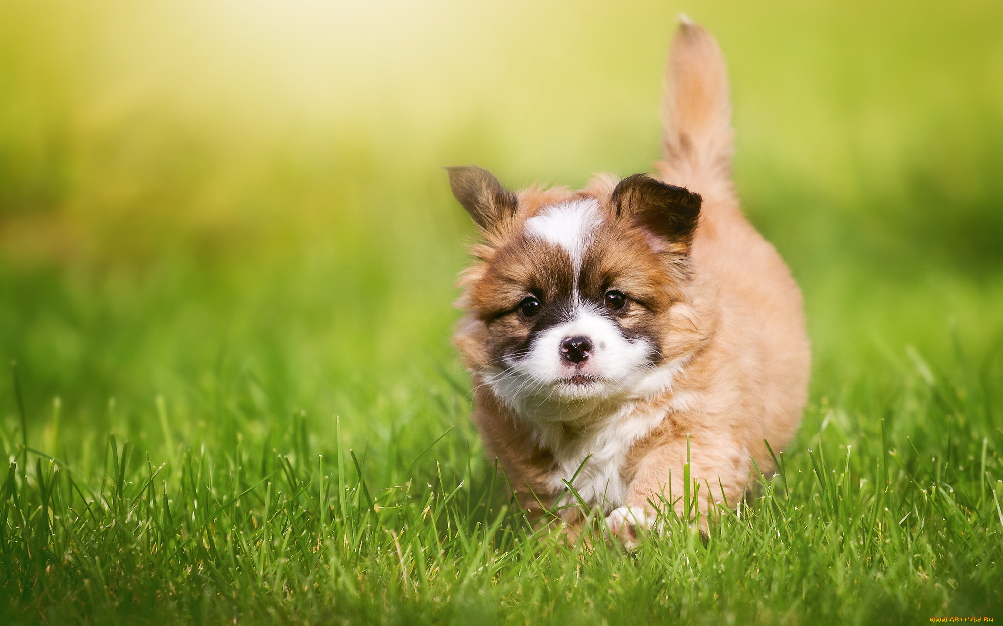 животные, собаки, собака, друг, взгляд