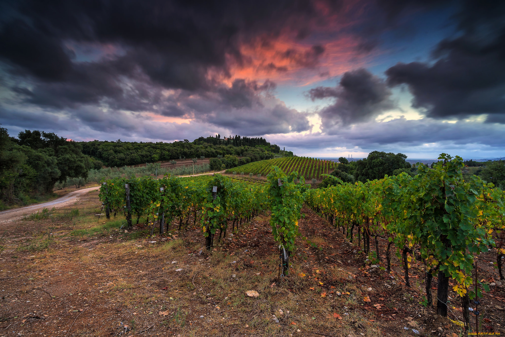 природа, поля, виноградник