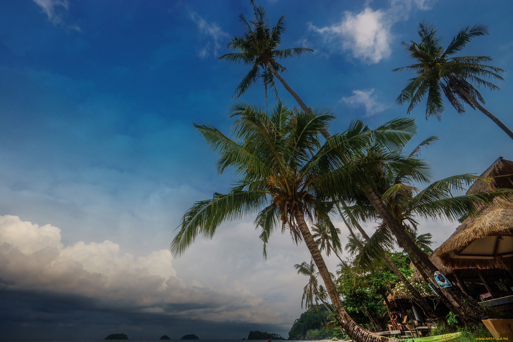 природа, тропики, пальмы, пляж